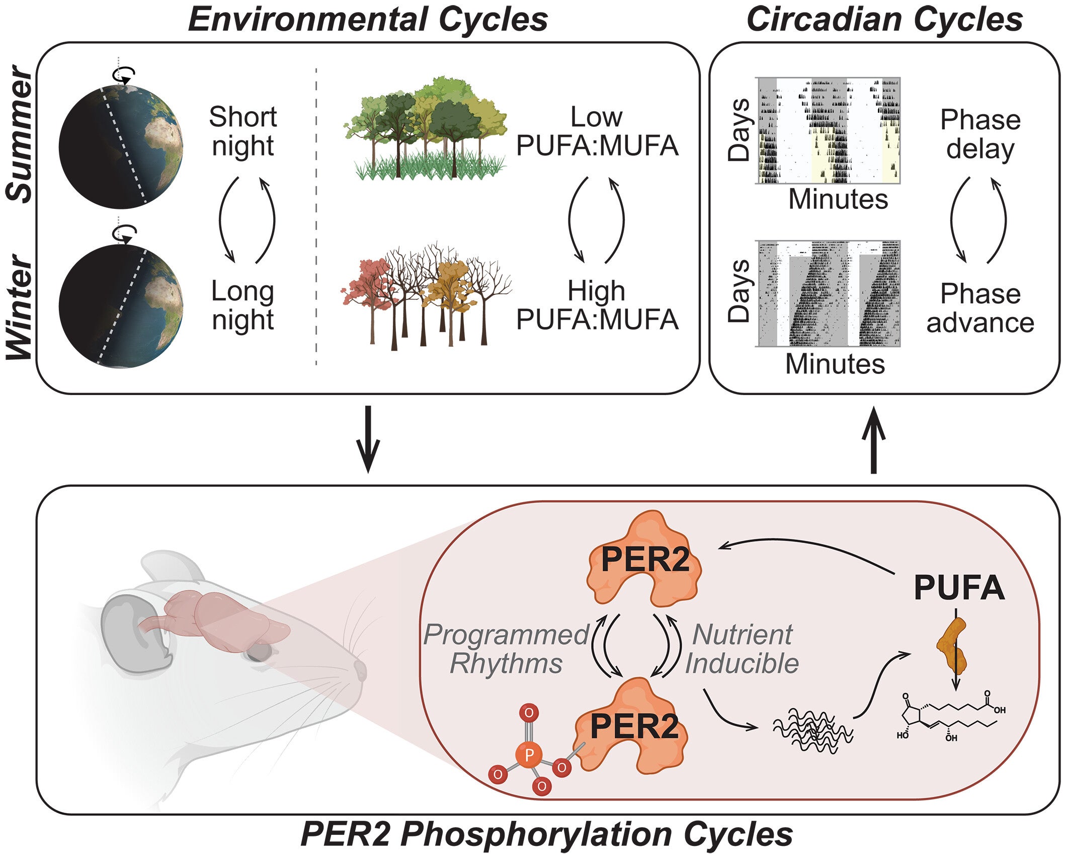Clock integration of seasonal nutrient cues. Rhythmic accumulation and phosphorylation of PER2 by the clock maintains fidelity between the phase of the circadian oscillator and the light/dark cycle.