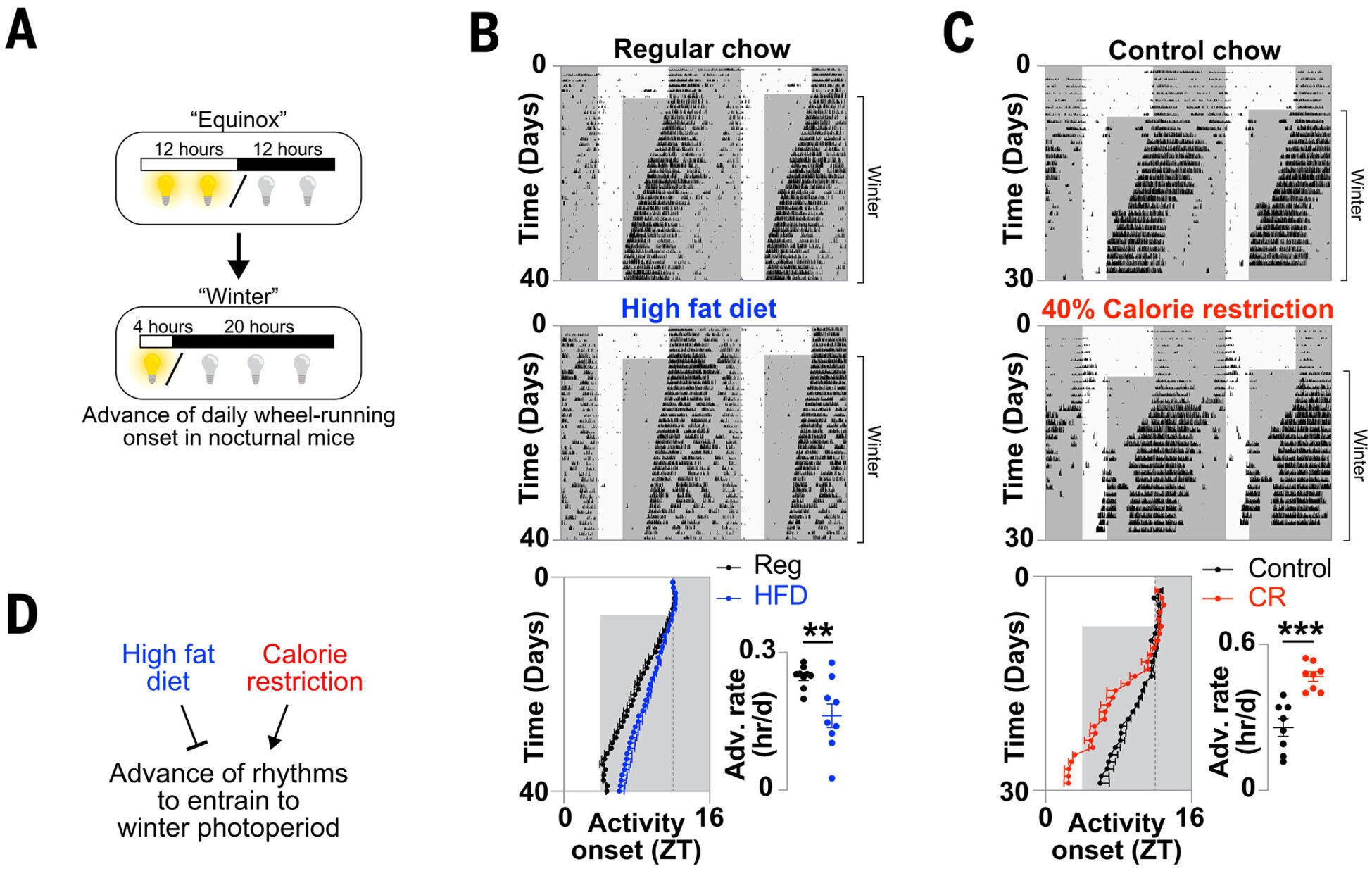 HFD and CR regulate circadian entrainment to seasonal photoperiods.