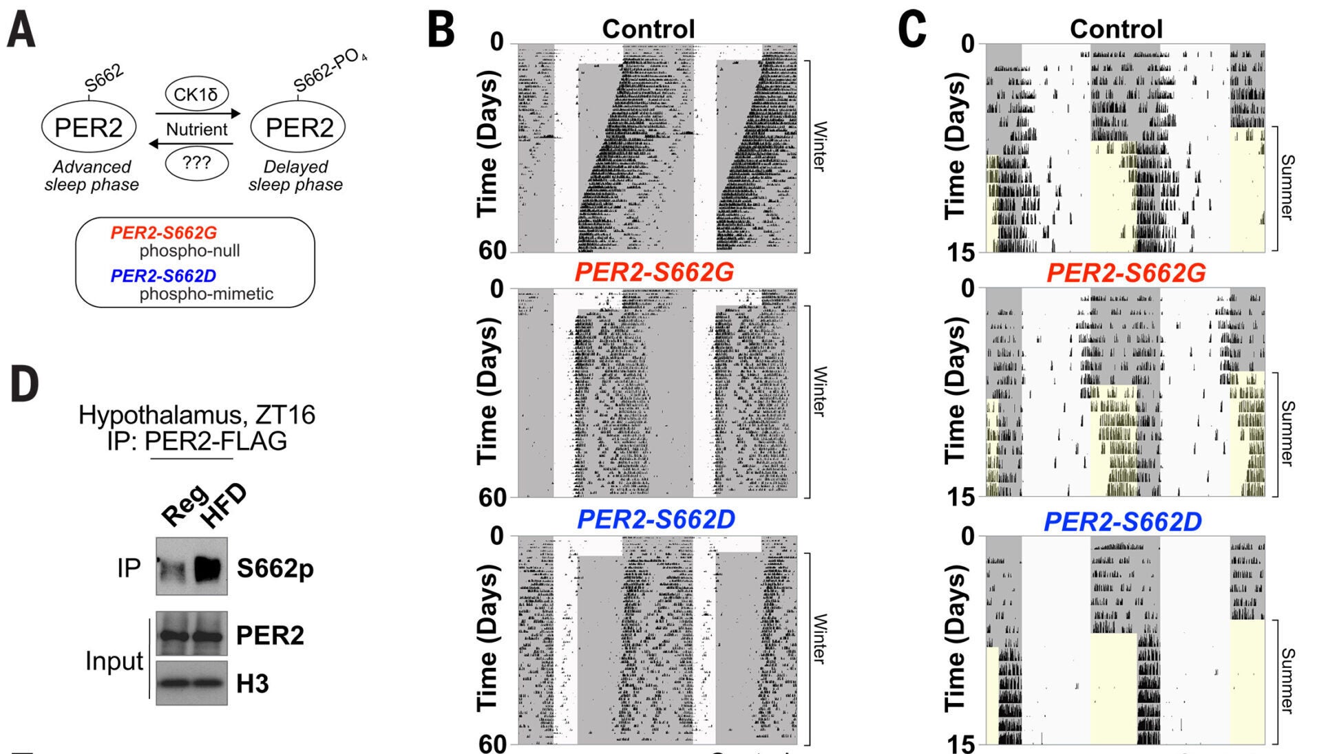 HFD increases PER2-S662 phosphorylation to regulate circadian entrainment to seasonal photoperiods.