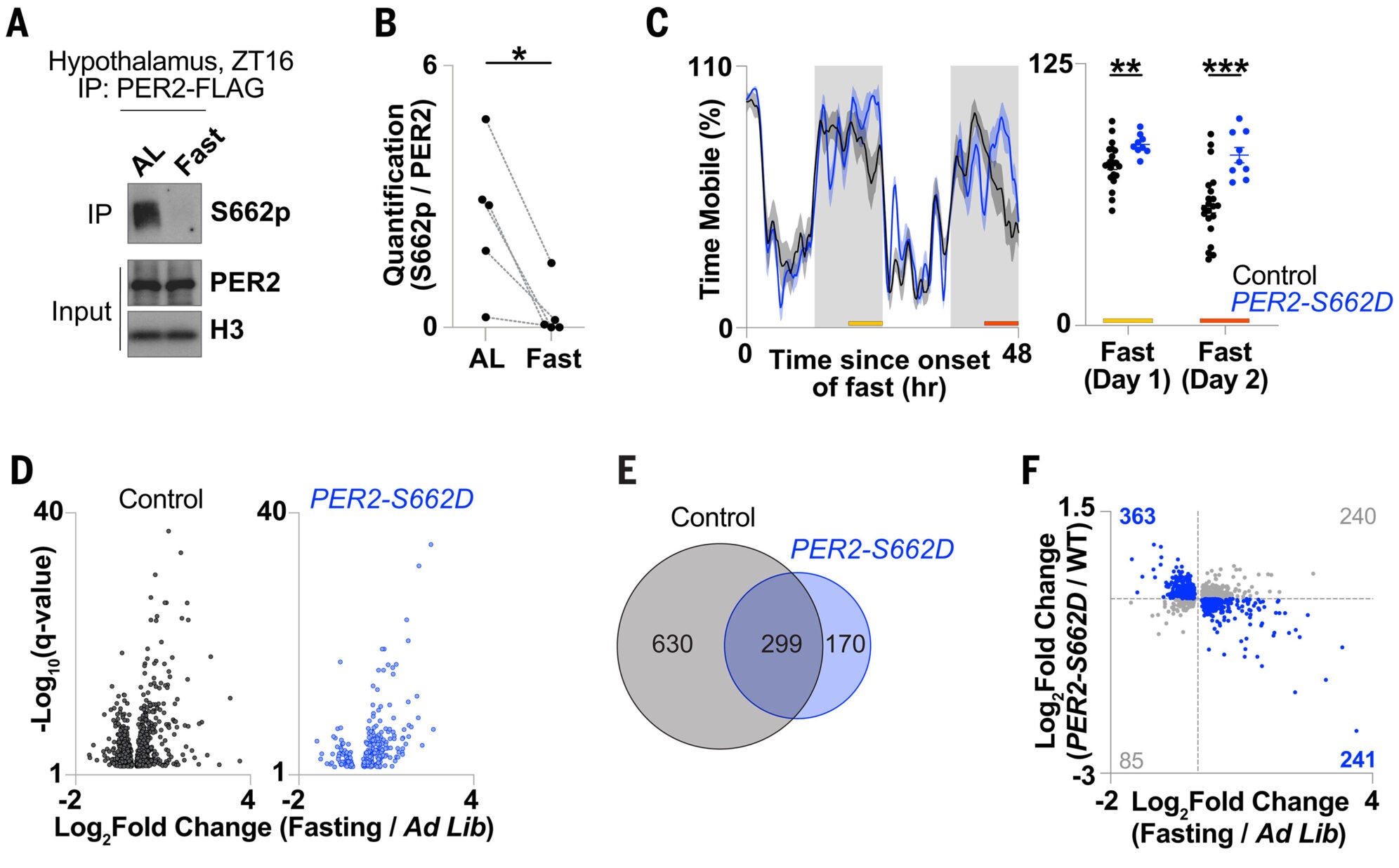 Fasting decreases PER2-S662 phosphorylation to regulate hypothalamic PUFA metabolism and behavioral phase.