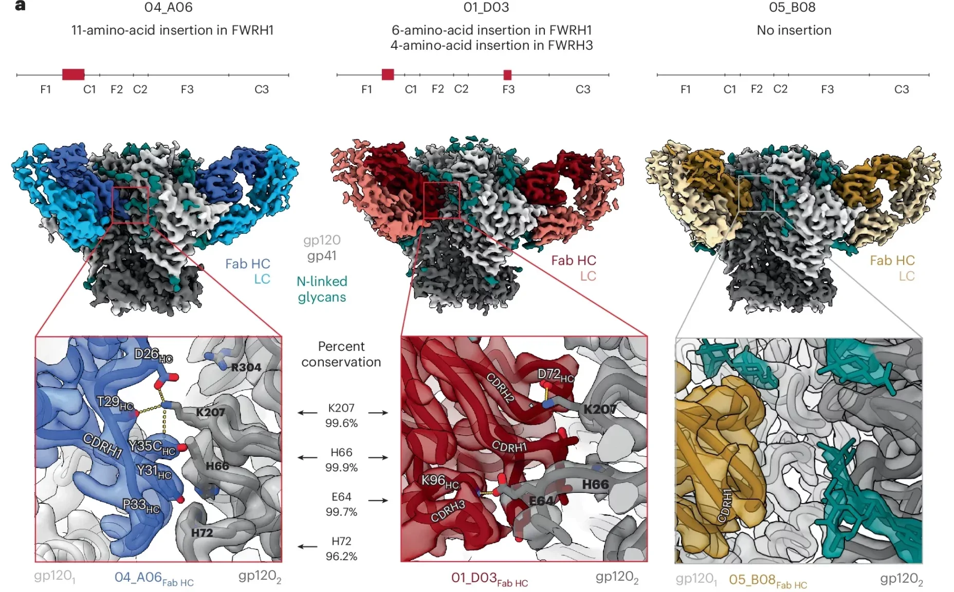 Ultralong 11-amino-acid insertion facilitates the quaternary binding mode of 04_A06.