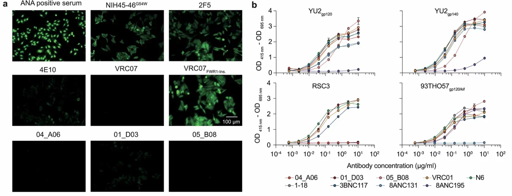 Autoreactivity and antiviral activity of isolated bNAbs from donor EN02.