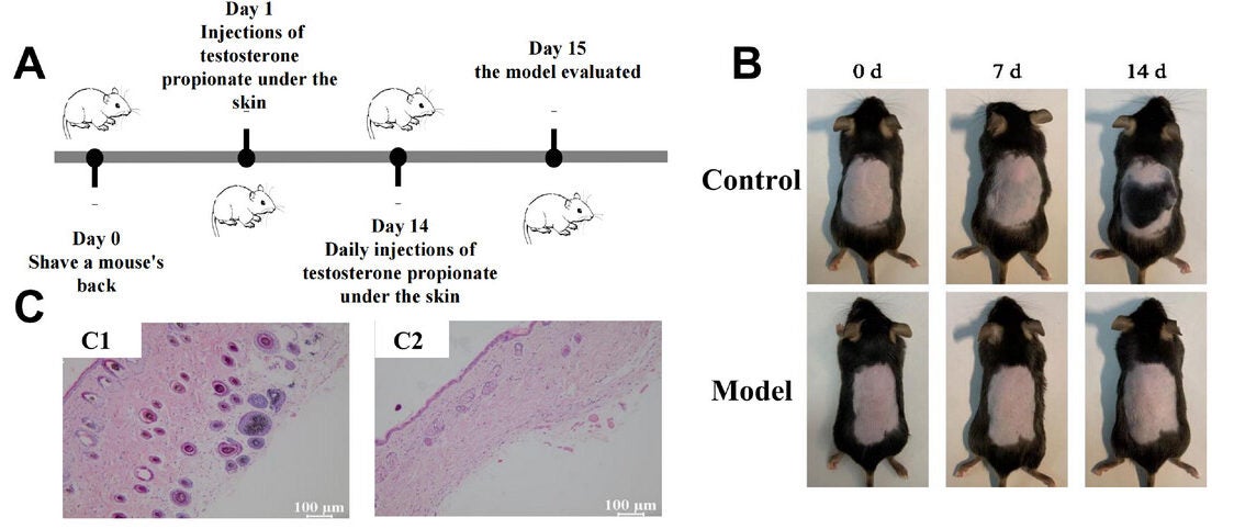 The mice AGA model. A) Schematic representation of androgenetic alopecia modeling.