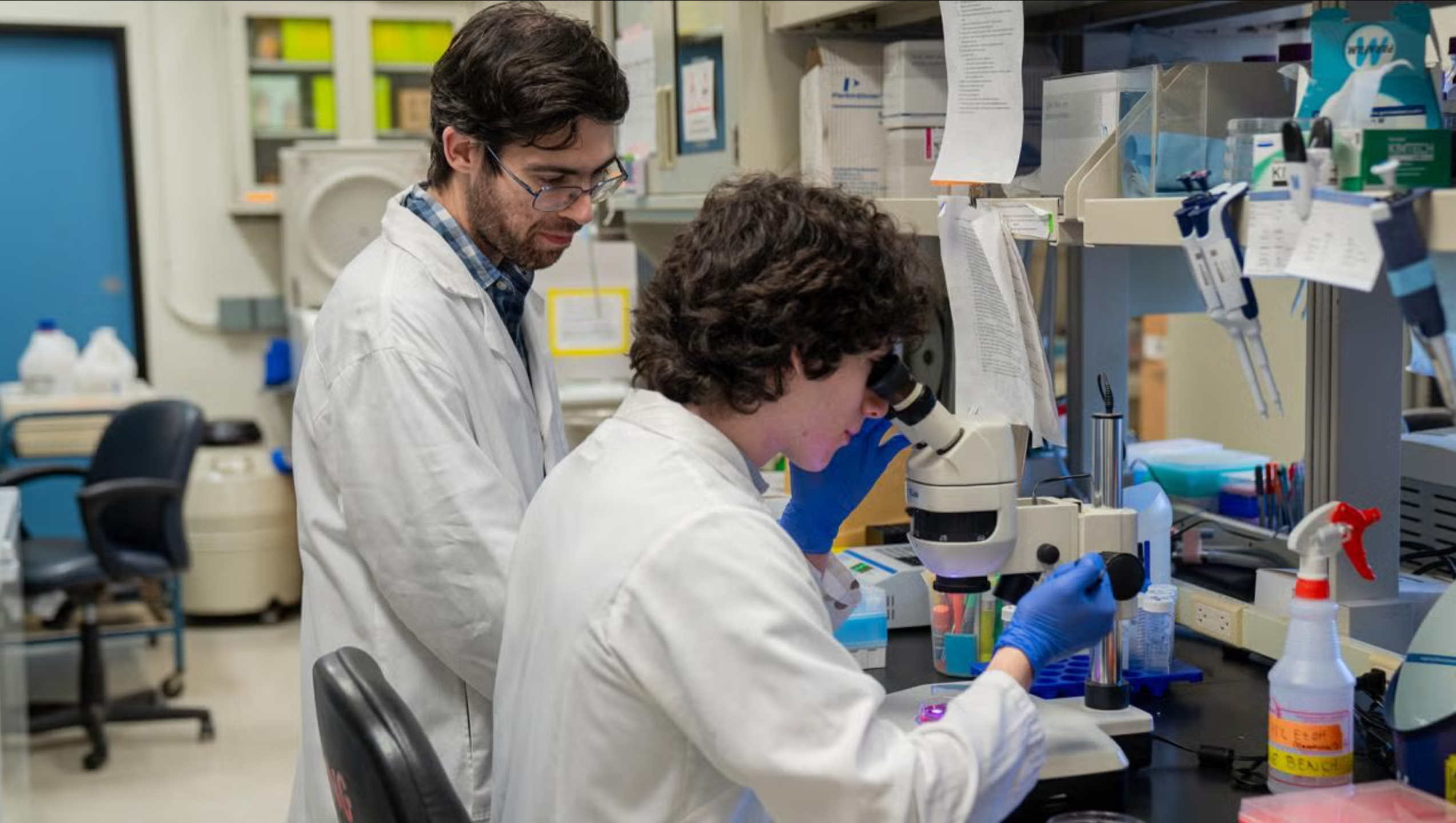 Mohammad Pourhosseinzadeh, M.D./Ph.D. student with Professor Mark Huising, watches undergraduate student Joel Sanchez working at a dissecting microscope. New work led by Pourhosseinzadeh and Huising reveals a feedback loop that prevents sudden drops in blood pressure, a dangerous complication in people with diabetes. 
