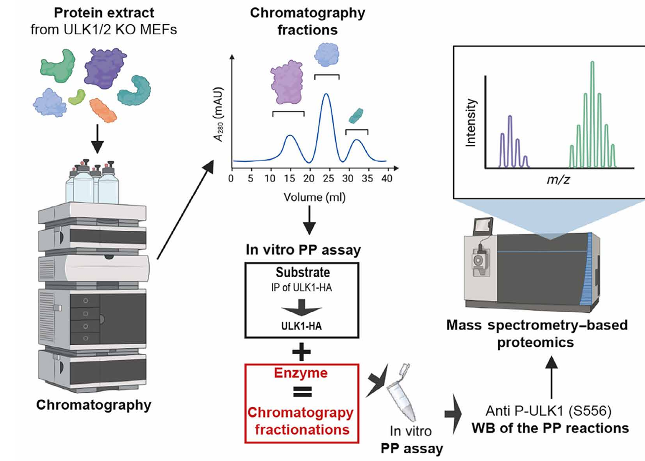 Workflow of chromatography techniques coupled with liquid chromatographymass spectrometry (lC- MS) proteomics to identify the protein phosphatase targeting P- UlK1 S556.
