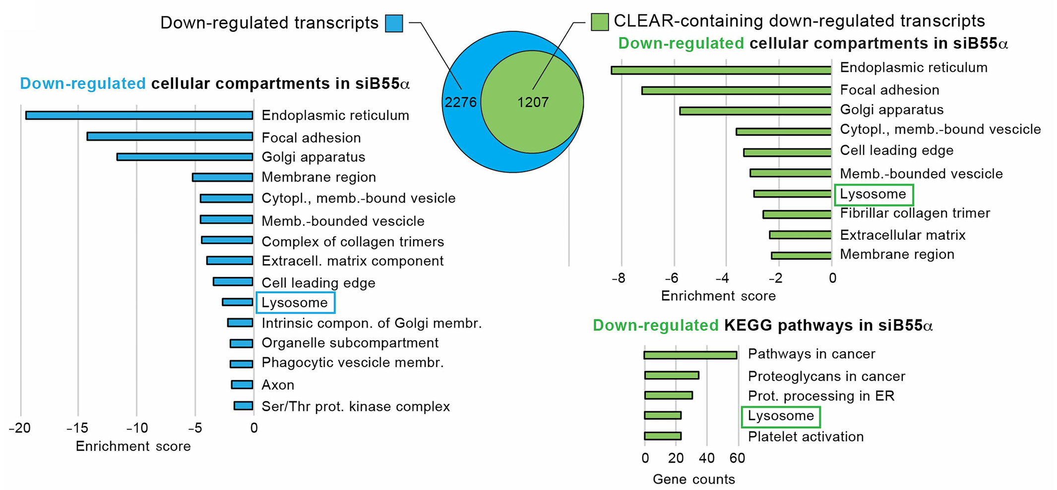 All significant Cellular Compartments in which the 2276 genes (of 4417) are negatively regulated are mainly enriched. 