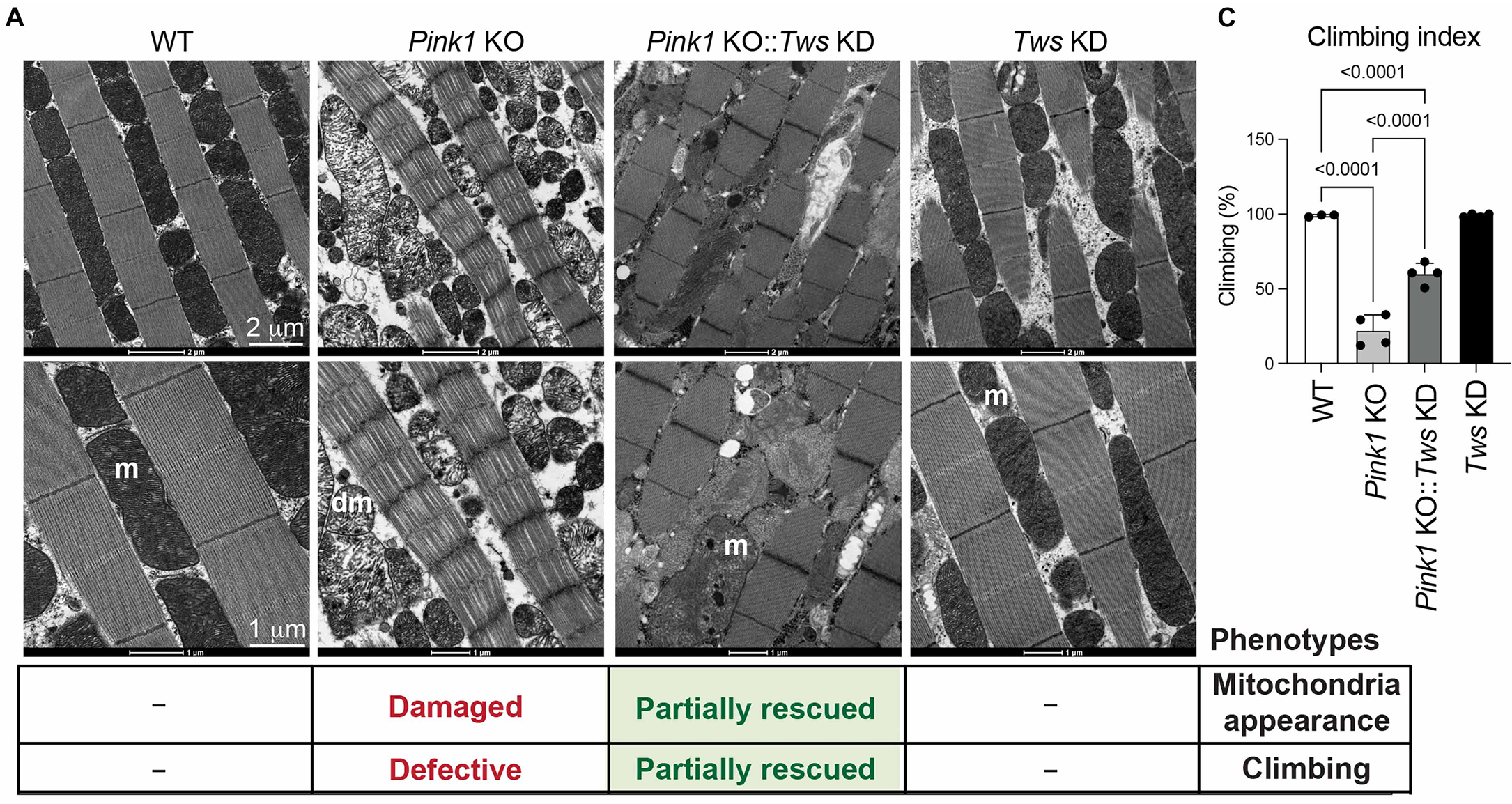  PP2A- B55α rescues neurodegenerative phenotypes in flies in a Parkin- dependent manner.