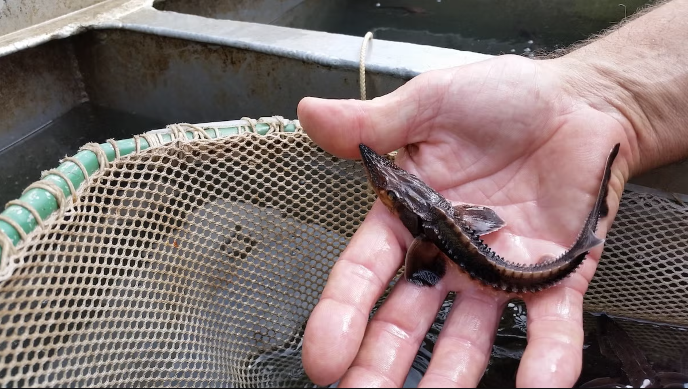 A lake sturgeon fingerling, pictured above. More than 44,000 fingerlings have been stocked into Big Stone Lake since 2014.