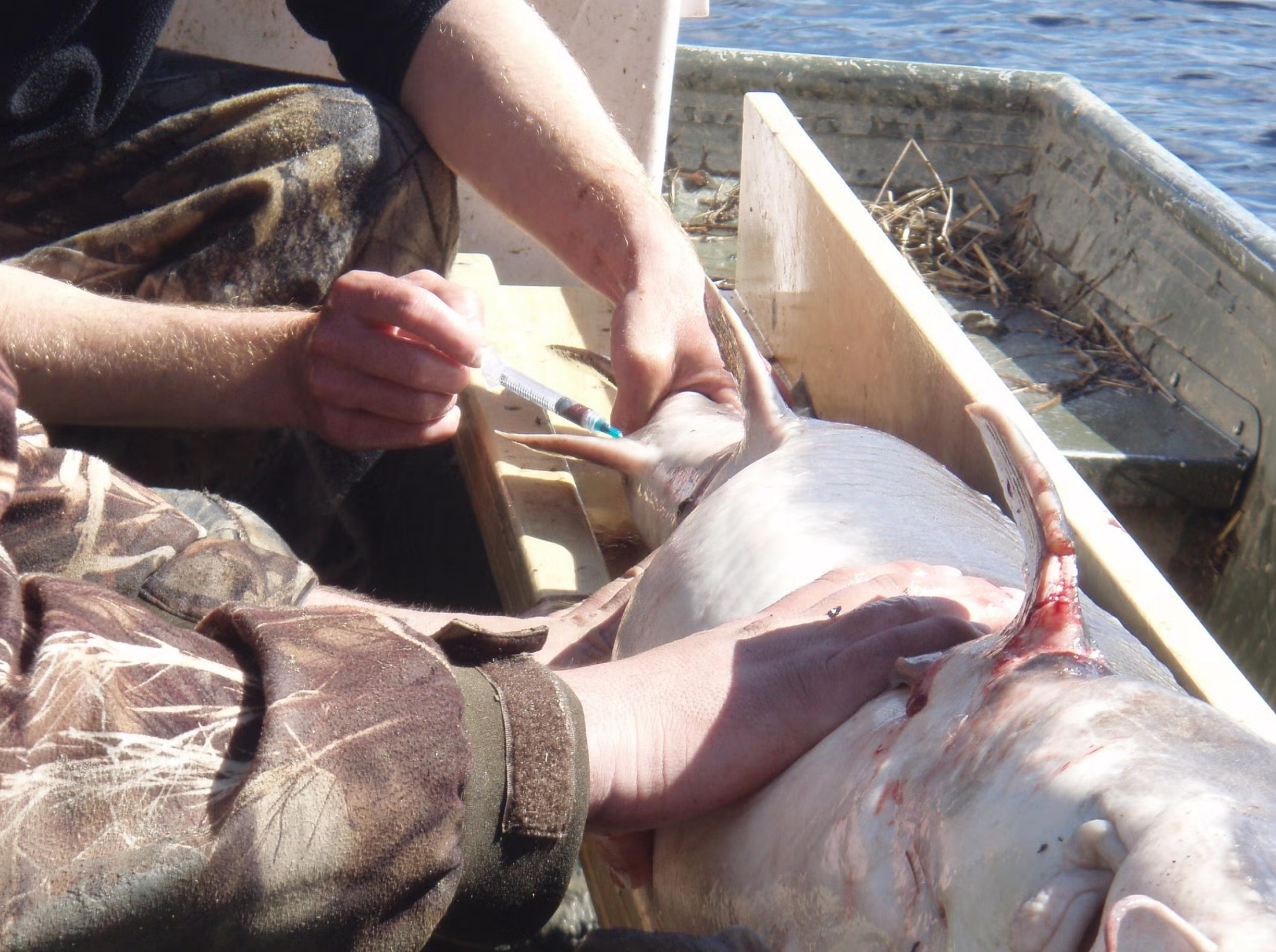 Researchers, pictured above, obtaining a blood sample from a lake sturgeon. These samples are critical in determining sexual maturity. 