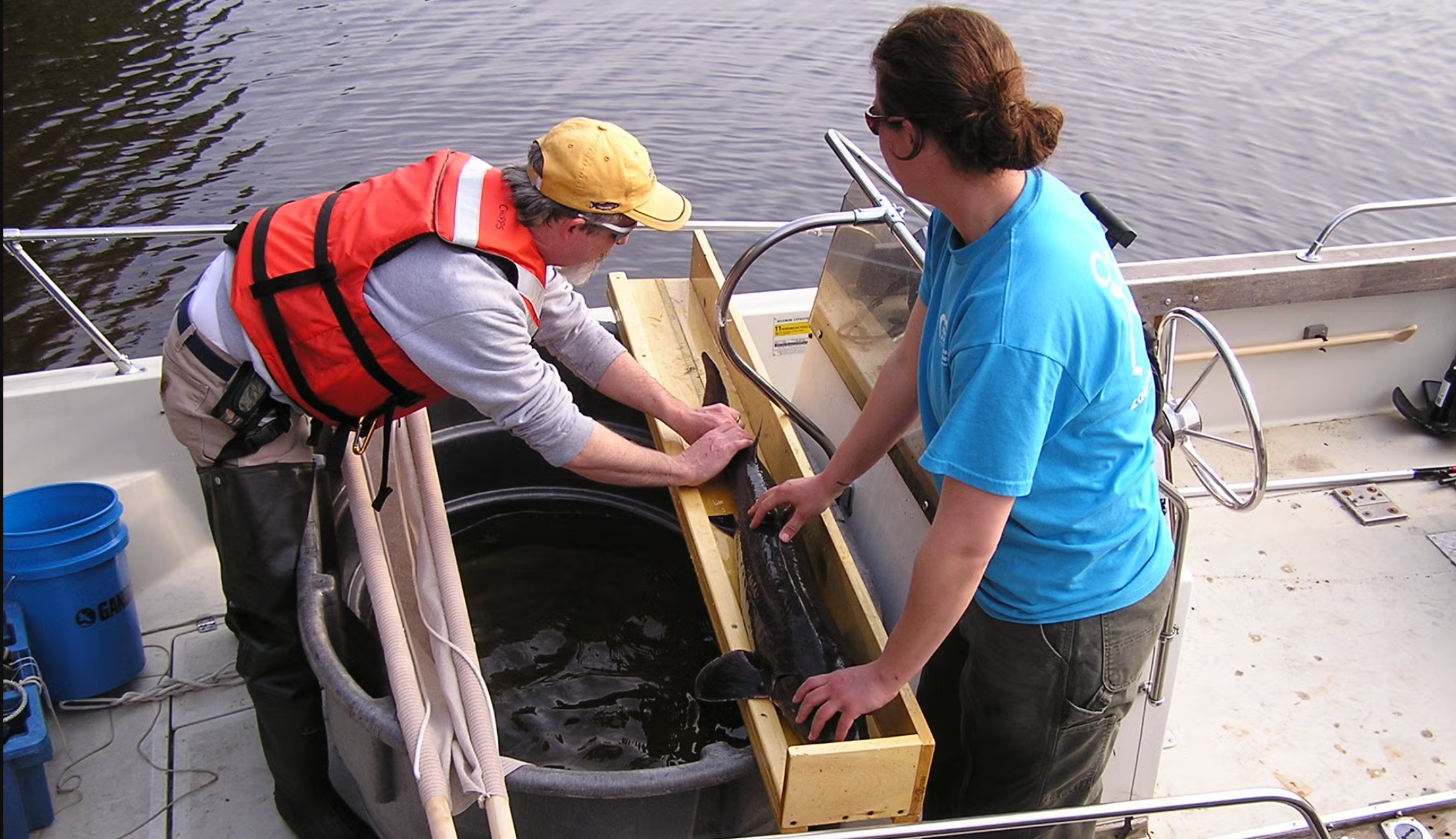 Chipps, yellow hat, measuring a lake sturgeon. Chipps has conducted a number of projects on lake sturgeon populations in Minnesota. 