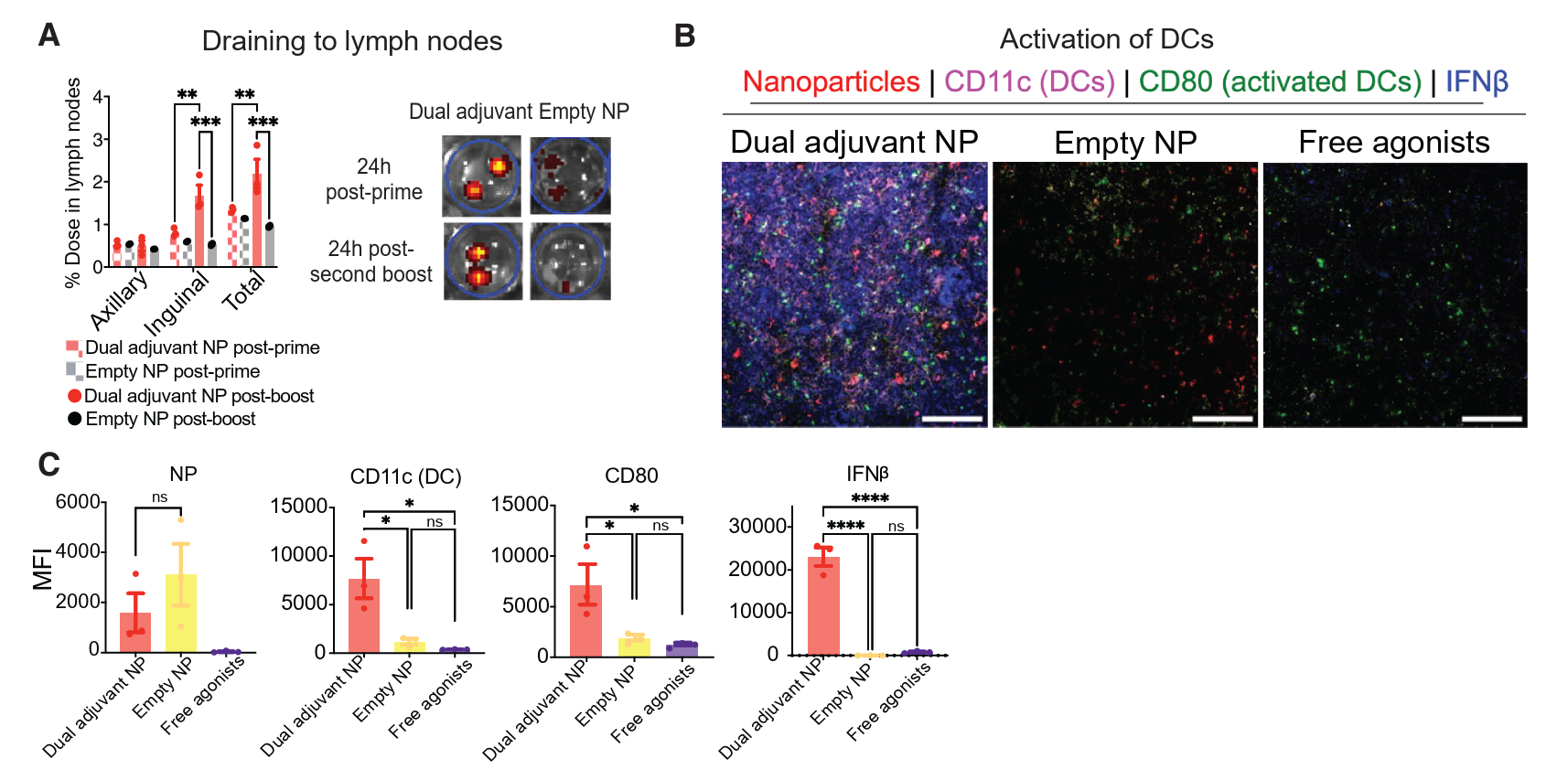 NP draining efficiency to lymph nodes and activation of DCs