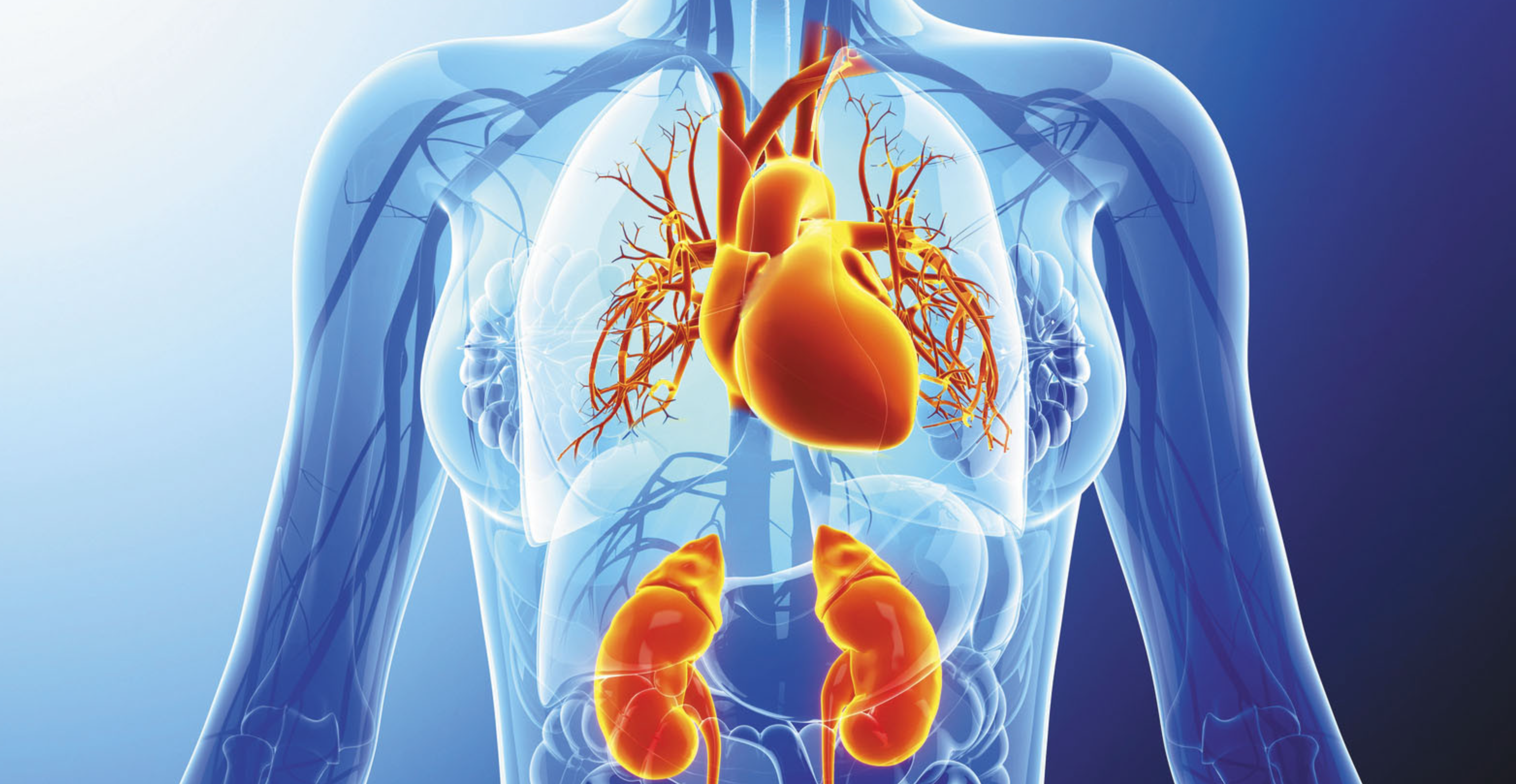 The drug also heals the kidneys, liver, and other organs following injury.