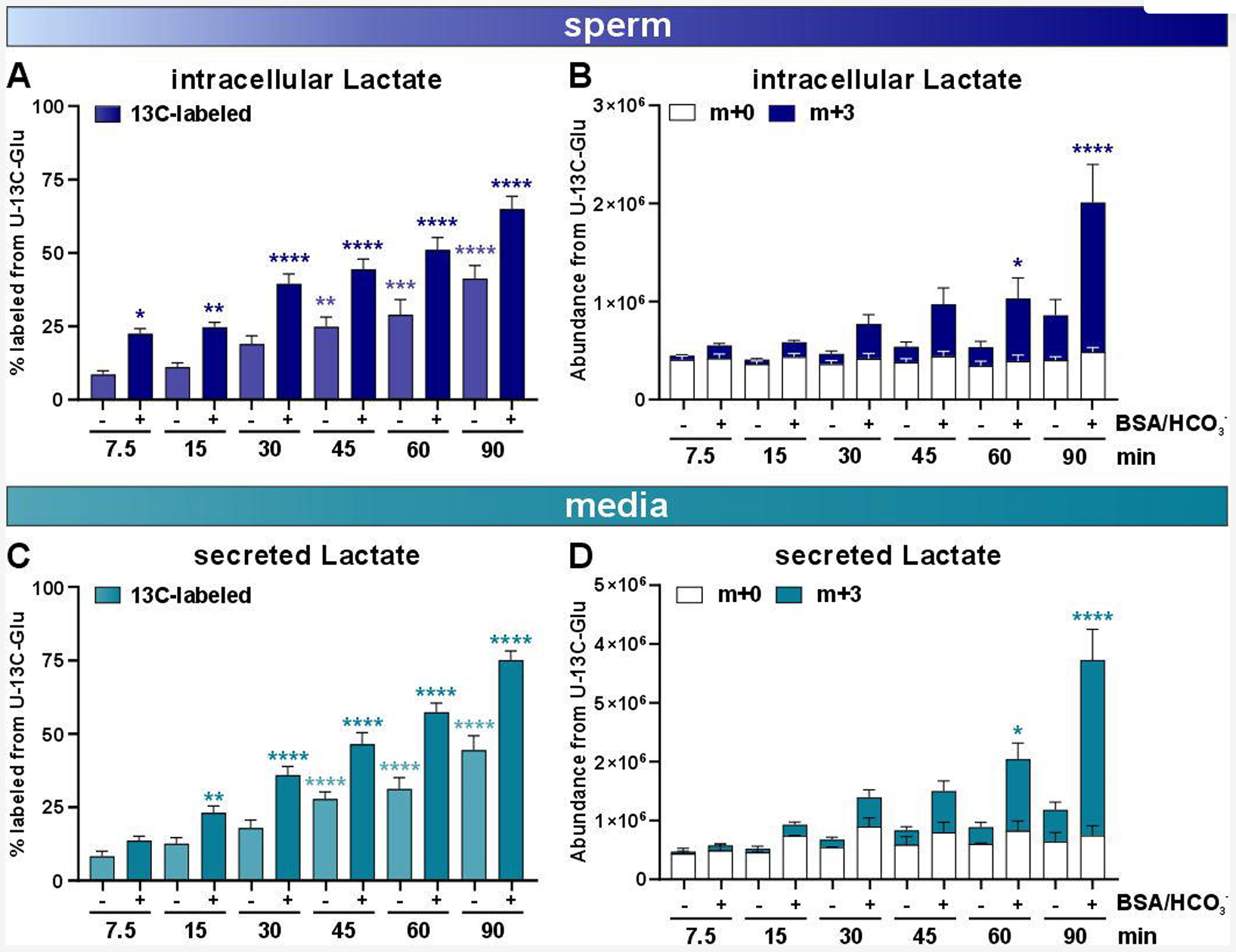 Capacitating sperm accumulate and secrete more lactate