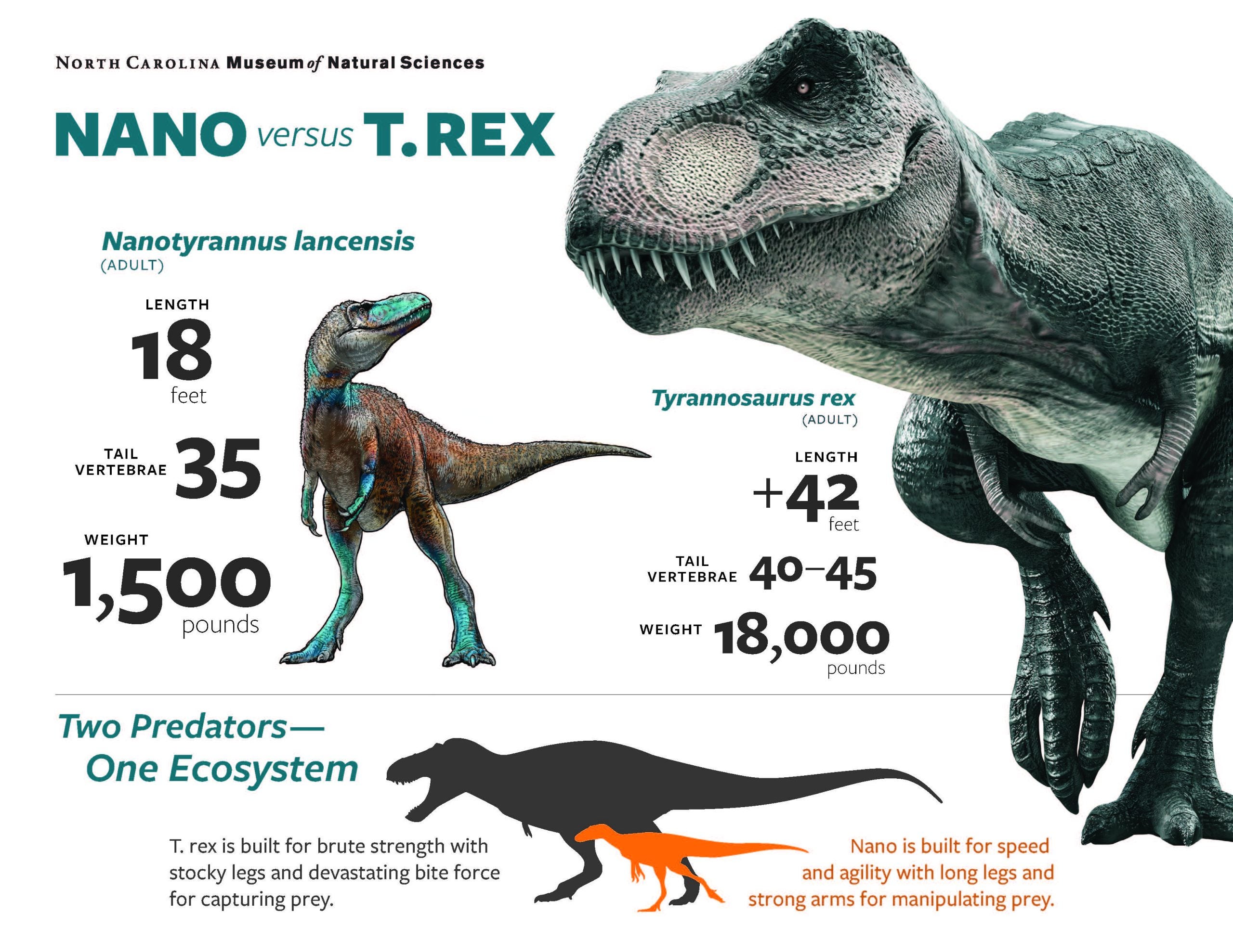 Comparative size chart between Nanotyrannus and  T. rex.