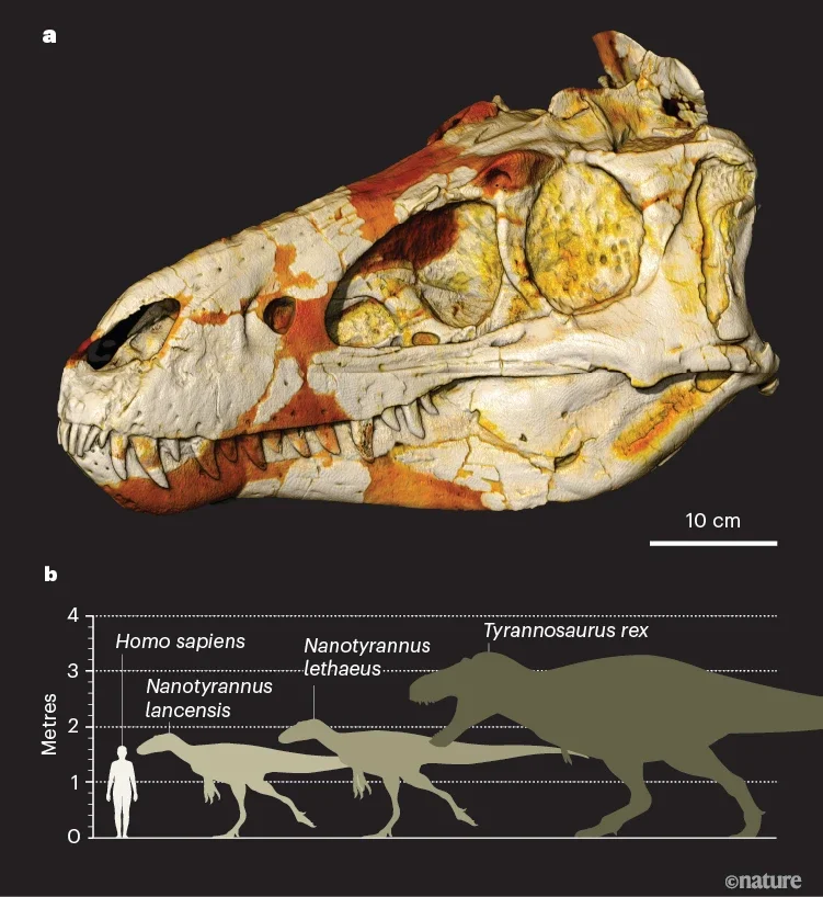 a, A rendering, based on a computed-tomography scan, of the original skull that was the first to be identified as N. lancensis2,3, which is housed in the Cleveland Museum of Natural History, Ohio. b, The relative sizes of humans, N. lancensis, N. lethaeus and T. rex.