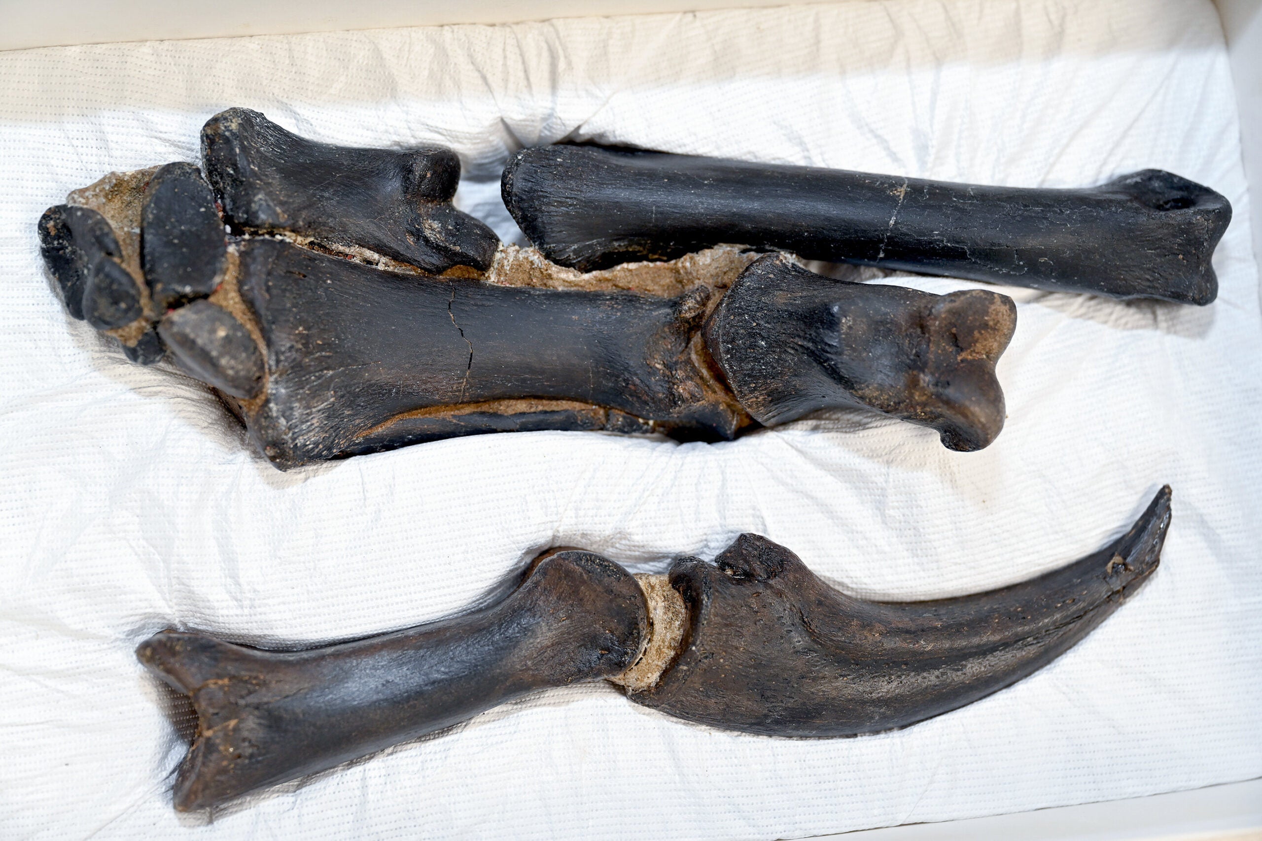 Right hand of Nanotyrannus lancensis.