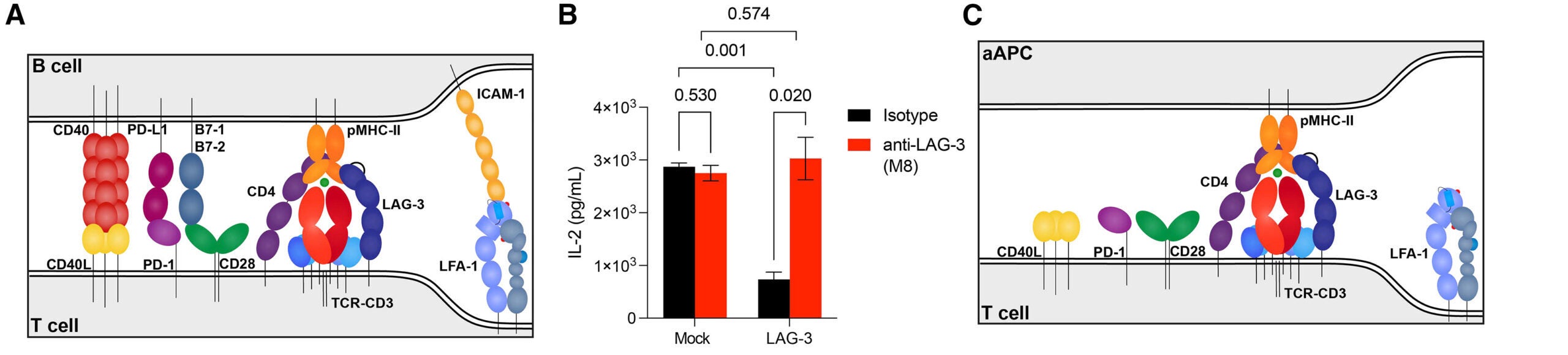 Schematic depicting ligand-receptor interactions at the interface of B cells and CD4+ T cells.