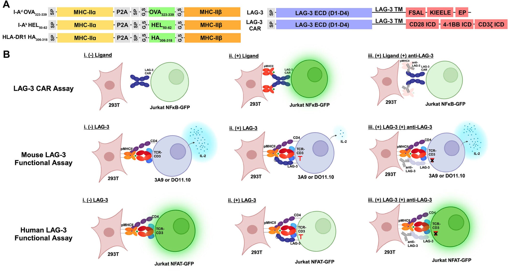 (A) General construct designs used to generate cognate mouse or human pMHC class II aAPCs, LAG-3 CAR Jurkat NF-κB-GFP reporter T cells, and LAG-3+ CD4+ 3A9 or DO11.10 T cells, or Jurkat NFAT-GFP reporter T cells. (B) Overview of LAG-3 CAR assay measuring ligand interaction and LAG-3 functional assays.