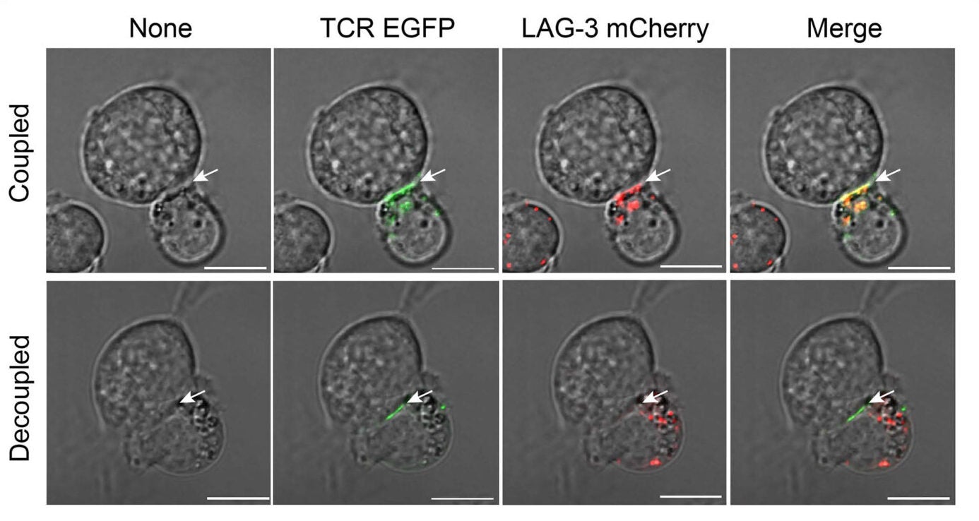 Representative confocal microscopy images of immune synapses between either HLA-DR1 HA306–318 aAPC and Jurkat bearing the cognate HA1.7 TCR (coupled) or anti-human CD3MT/I-Ab OVA323–339 aAPC and the HA1.7 TCR Jurkat (decoupled)