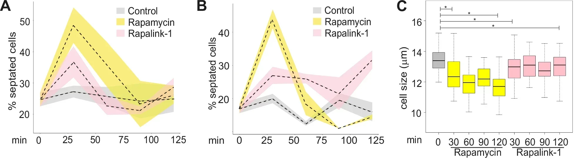 Rapalink-1 affects TORC1-related processes in fission yeast and prolongs lifespan.