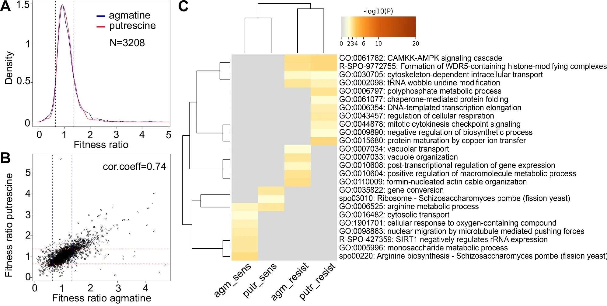 Genome-wide fitness screens of agmatine and putrescine and effects on chronological lifespan of fission yeast.