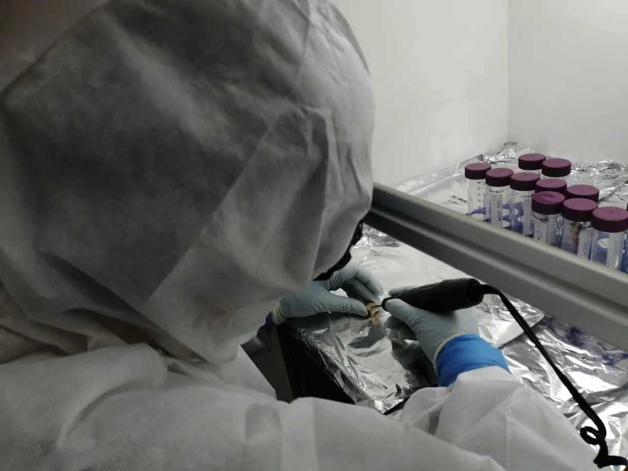 Laboratory analysis of teeth at Durham University. 