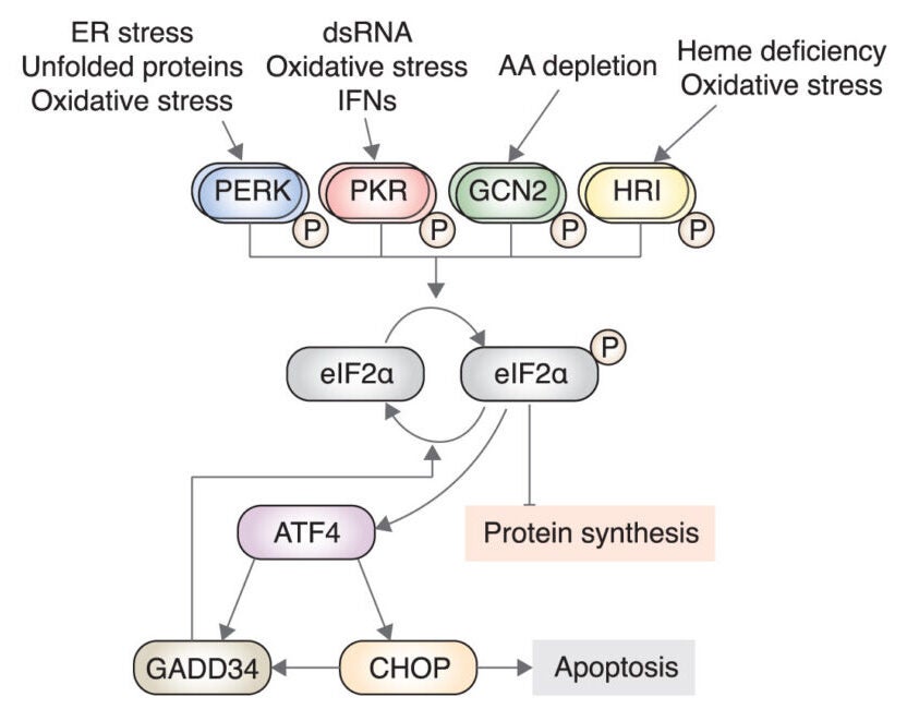An optogenetics-based virtual stress platform for the chemical screening of ISR modulators. Schematic of ISR signaling.