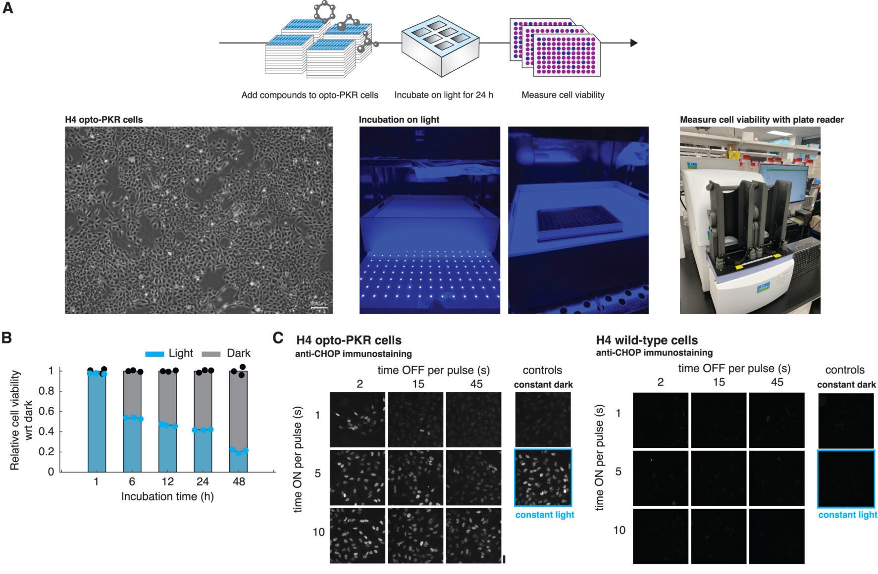 Pictorial elaboration of the screening approach combining opto-PKR cells, optogenetic illumination, and a high-throughput chemical library screen
