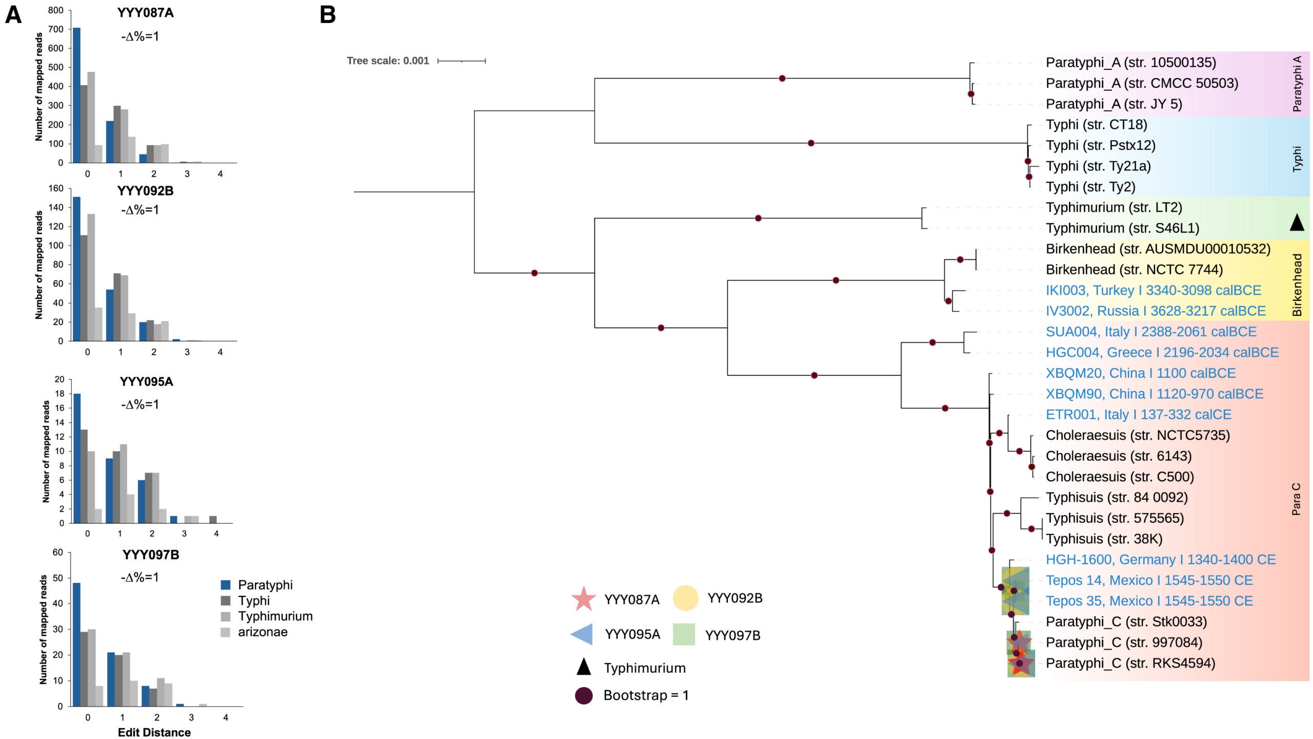 Authentication of S. enterica aDNA data. Distribution of edit distances of the YYY087A, YYY092B, YYY095A, and YYY097B reads. 