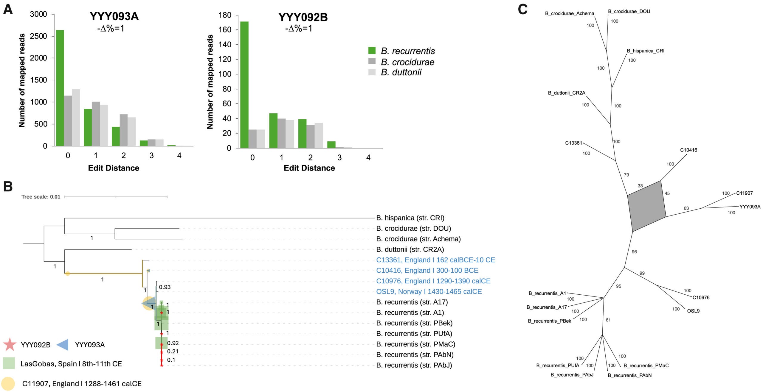 Authentication of B. recurrentis aDNA data. Distribution of edit distances of YYY093A and YYY092B mapping reads on three closely related Borrelia species, with the associated NDP. 