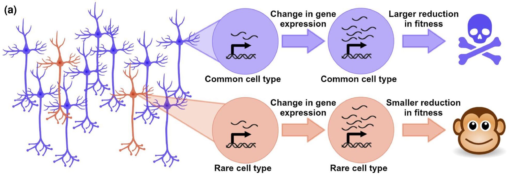 More common neuronal cell types evolve more slowly than rare types. Rationale for the hypothesis that more common neuronal types might evolve more slowly than rarer types.