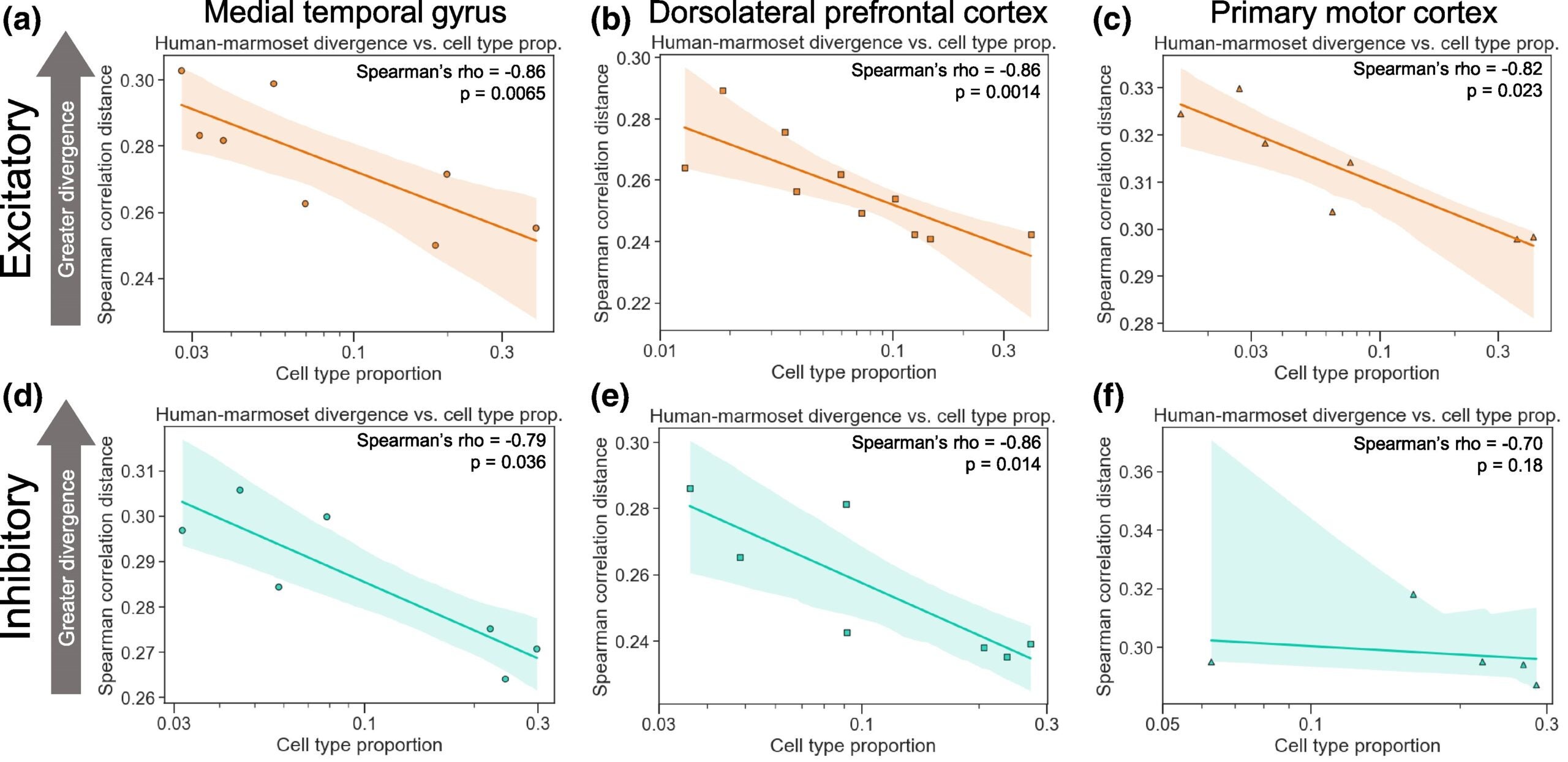 More common neuronal cell types evolve more slowly than rare types within excitatory and inhibitory classes.