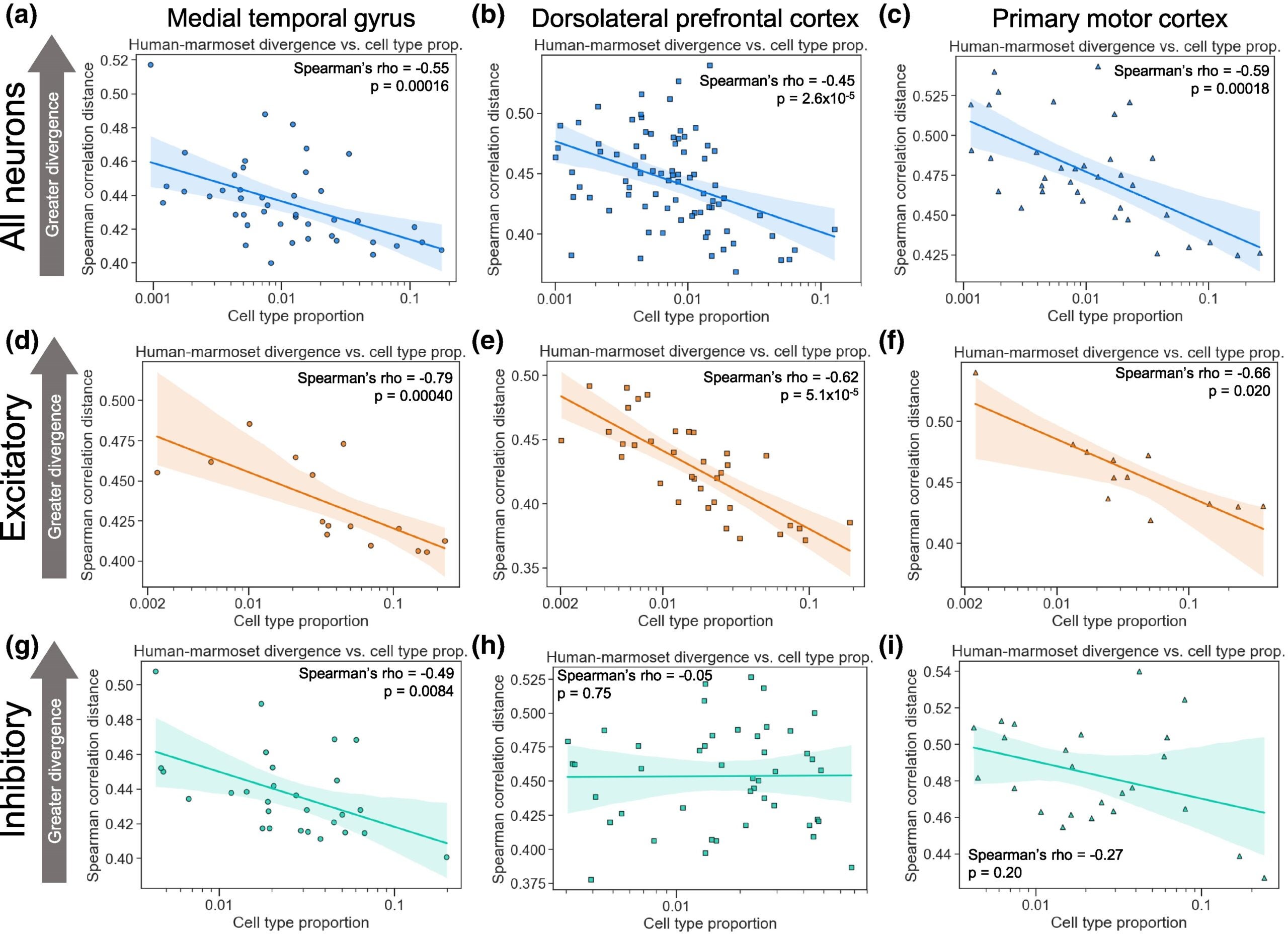 More common neuronal cell types evolve more slowly than rarer types at the subtype level.