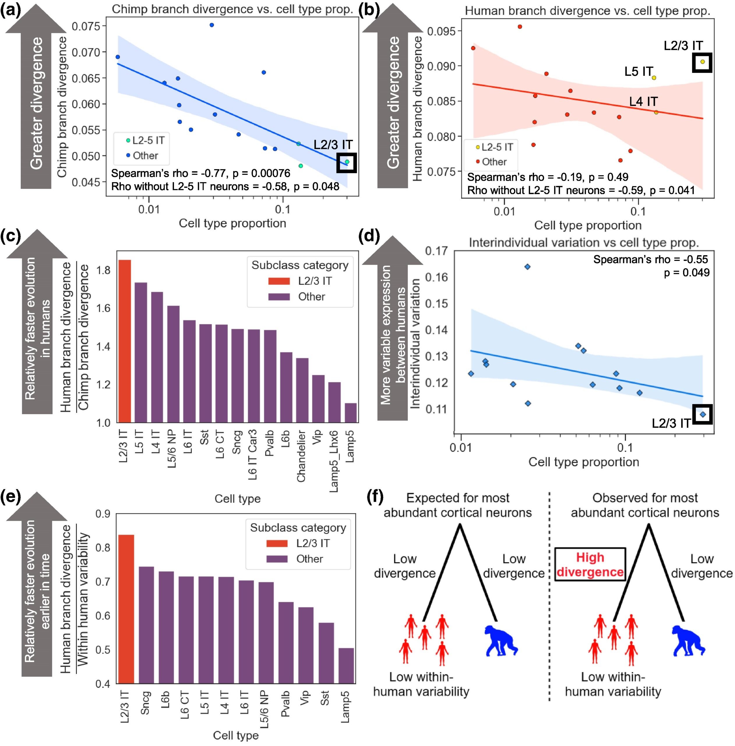 Accelerated evolution of L2/3 IT neurons in the human lineage.