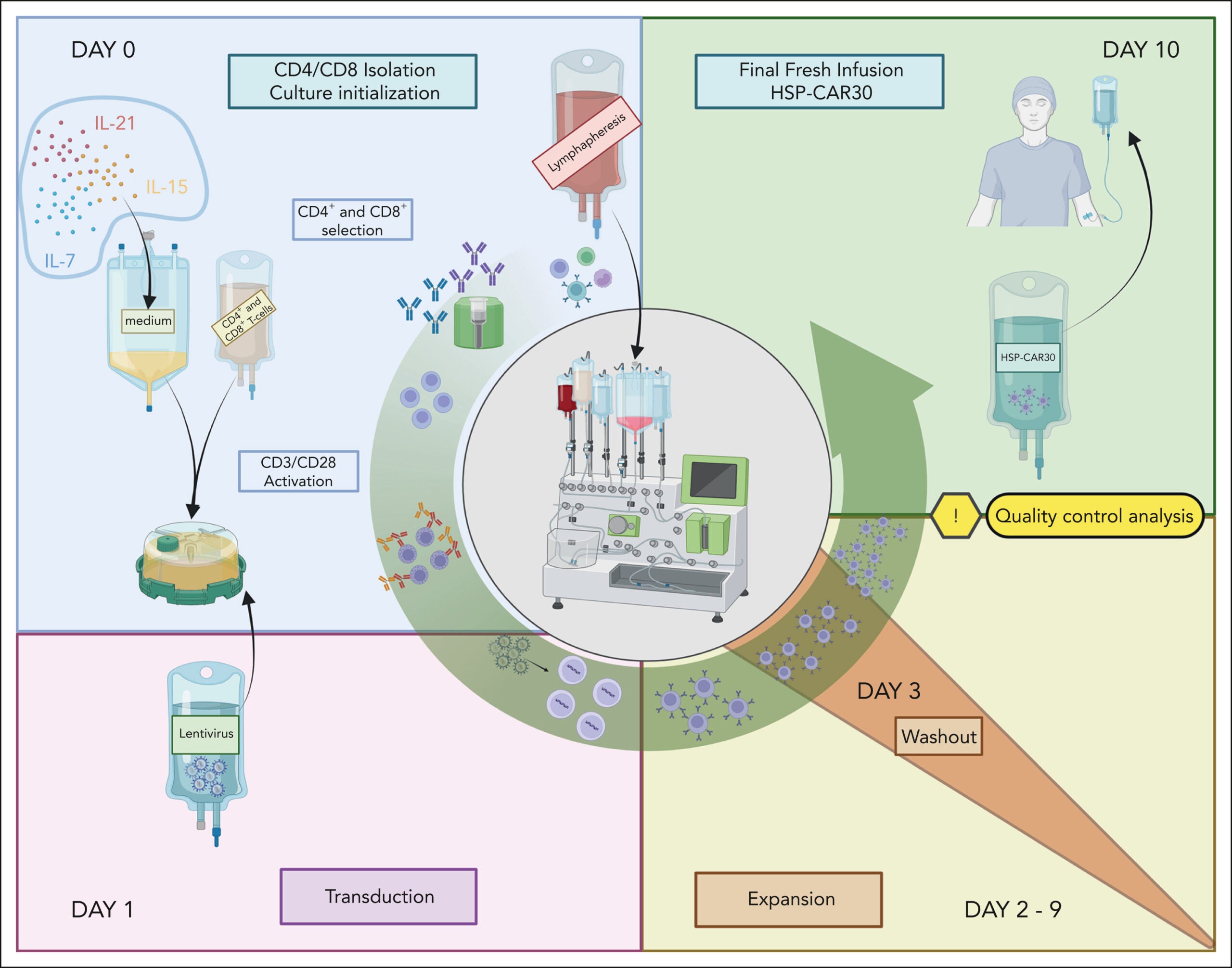HSP-CAR30 manufacturing process. HSP-CAR30 cell manufacturing was perfomed in closed system CliniMACS Prodigy according to the following steps: in day 0, CD4 and CD8 T cells were isolated from a fresh leukapheresis using anti-CD4/CD8 antibodies.