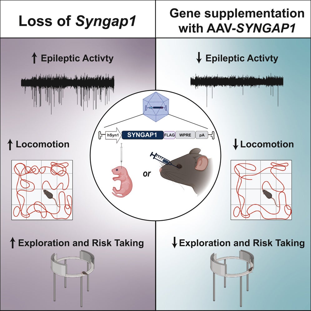 Graphical abstract of the SYNGAP1-related disorders (SRDs) study. 