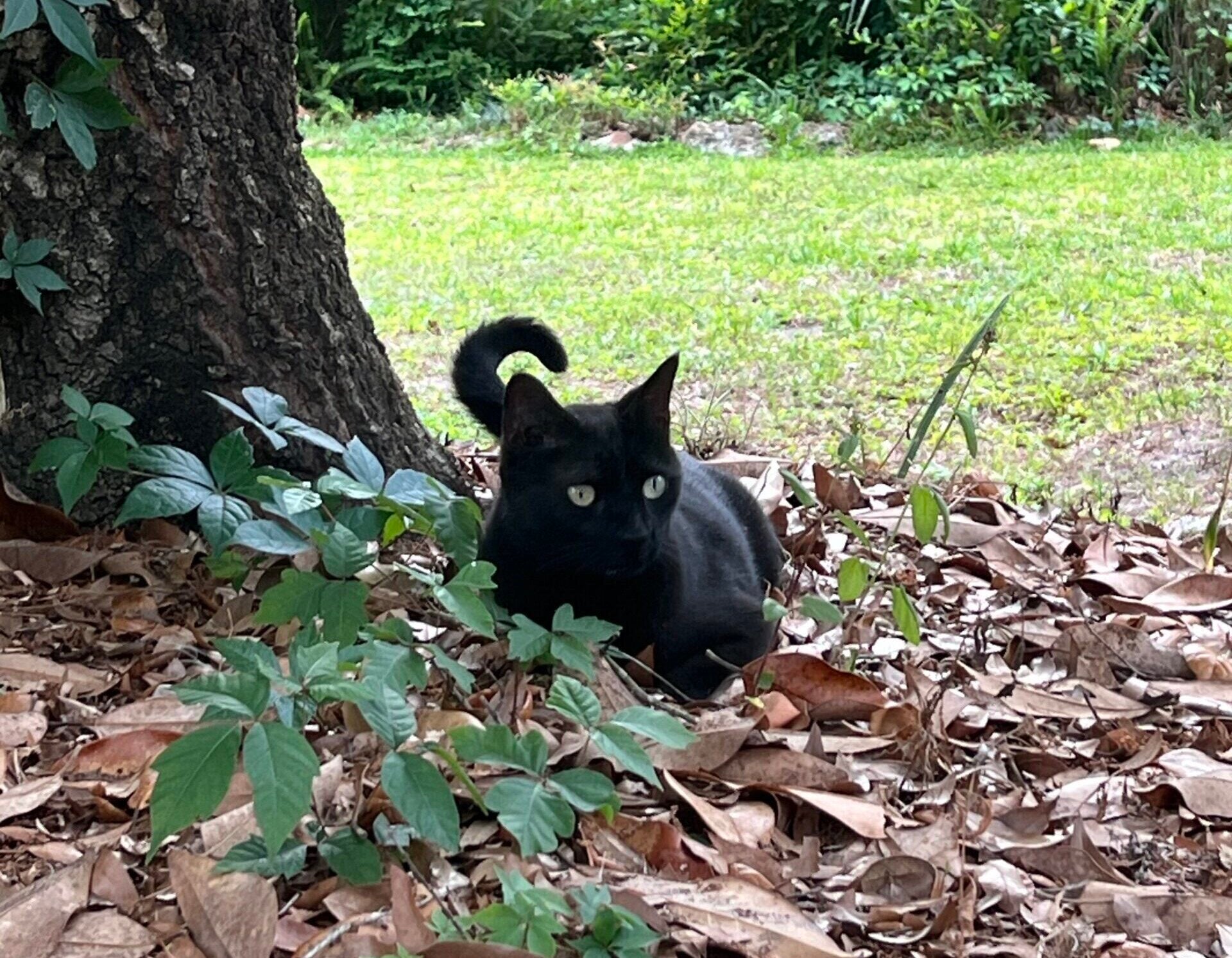 Author John Lednicky's cat Pepper and its prey helped discover yet another new strain of virus. 