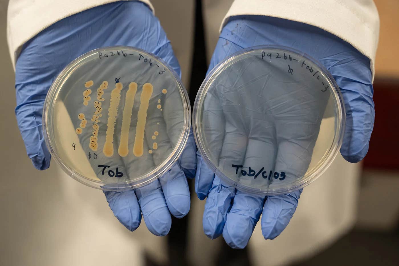 Researchers at the University of Oregon found that pairing chlorate with existing antibiotics amplified their effectiveness against bacteria 10,000-fold compared to single-drug antibiotics.