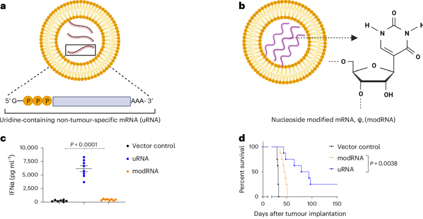 RNA encoding for non-tumour-specific IFN-I driver antigens (uRNA) sensitizes antigen recognition and ICI response.
