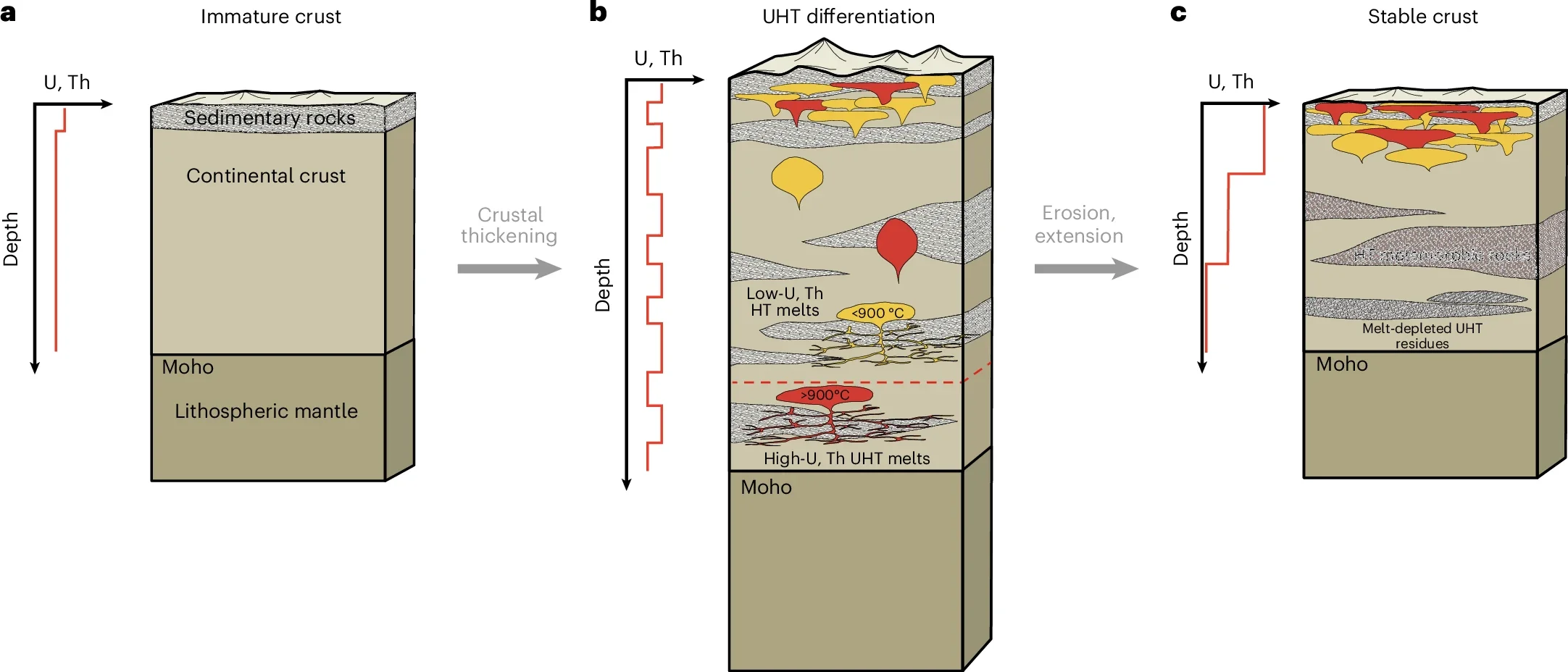 The schematics show the processes involved in the refining of immature continental crust into stable crust and cratons.