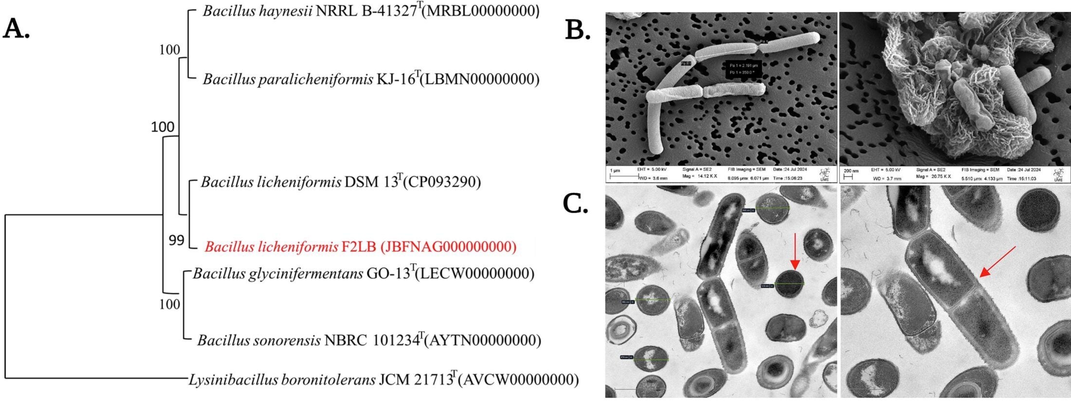 The maximum likelihood phylogeny of isolate F2LB shows similarity with Bacillus licheniformis. 