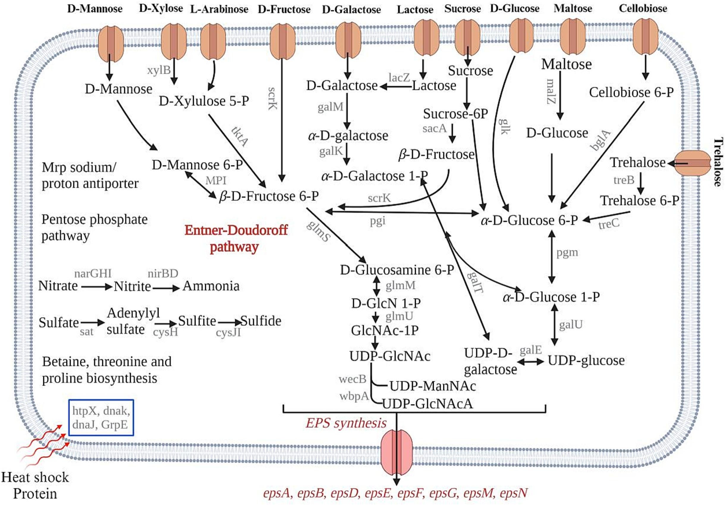 Predicted metabolic pathways of Bacillus licheniformis F2LB based on KEGG (Kyoto Encyclopedia of Genes and Genomes) databases. The dashed line arrow indicates the absence of the gene.