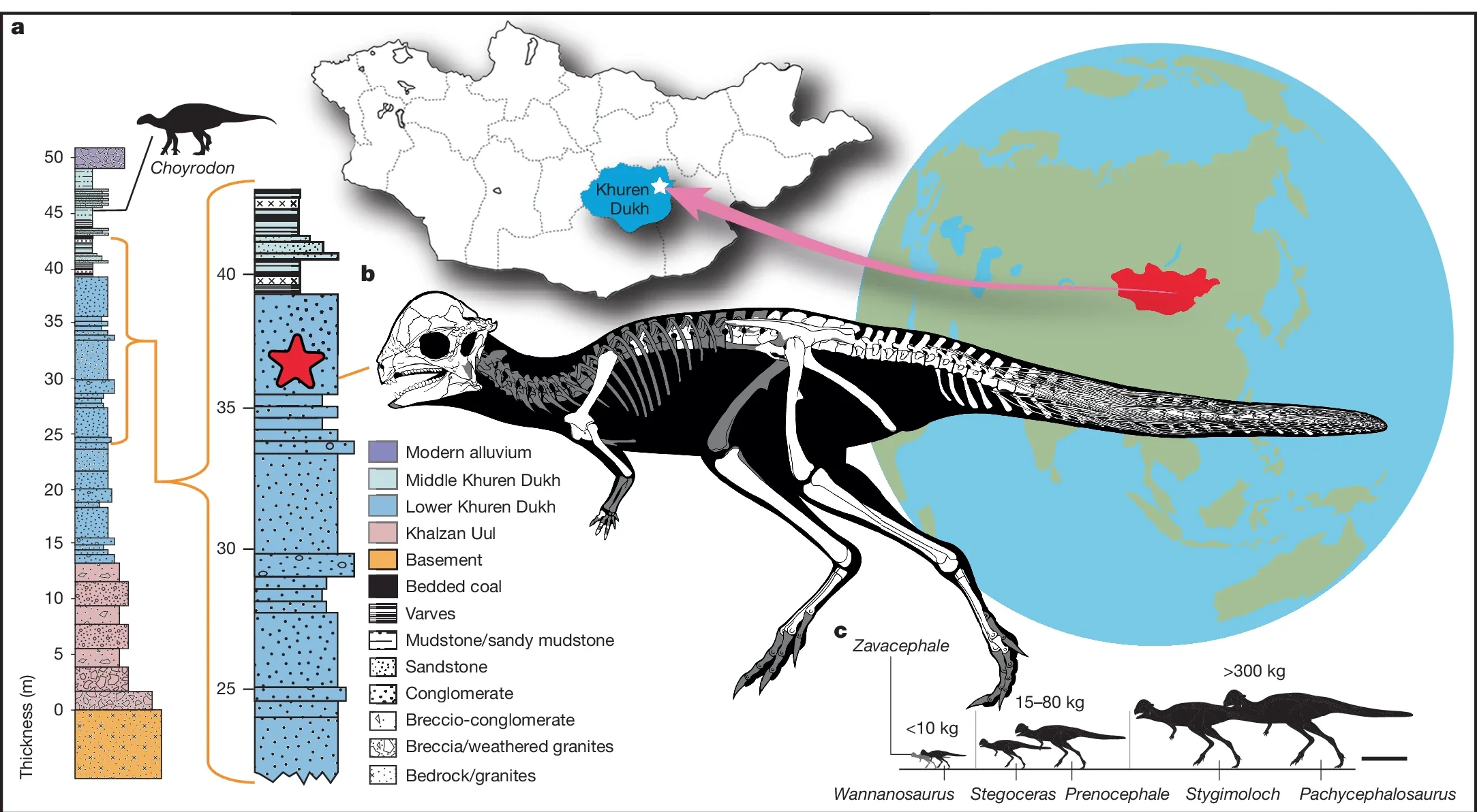 Location (white star) and stratigraphic position of Z. rinpoche (red star) in the upper part of the middle KDF. 