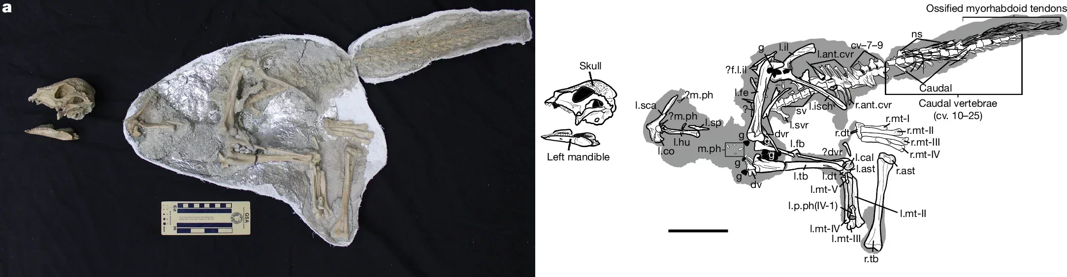 Natural position of the skeleton in field jacket. Skull in the left lateral view.