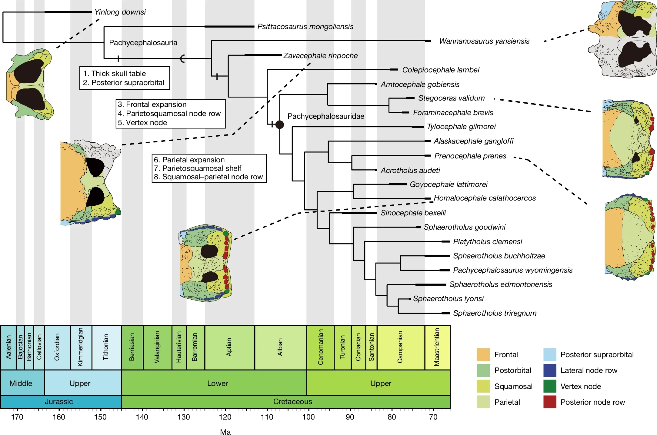 Time-calibrated pachycephalosaurian phylogeny depicting early dome evolution.