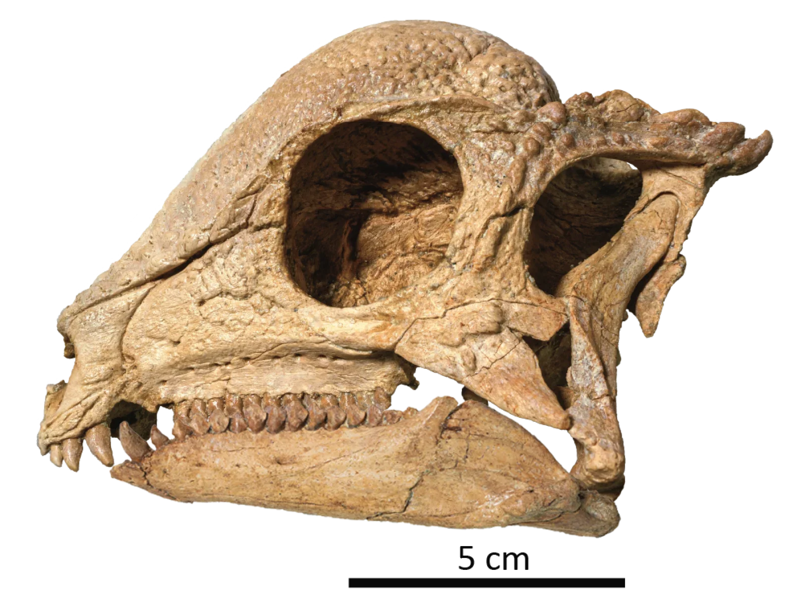 The skull of pachycephalosaur Zavacephale rinpoche. 