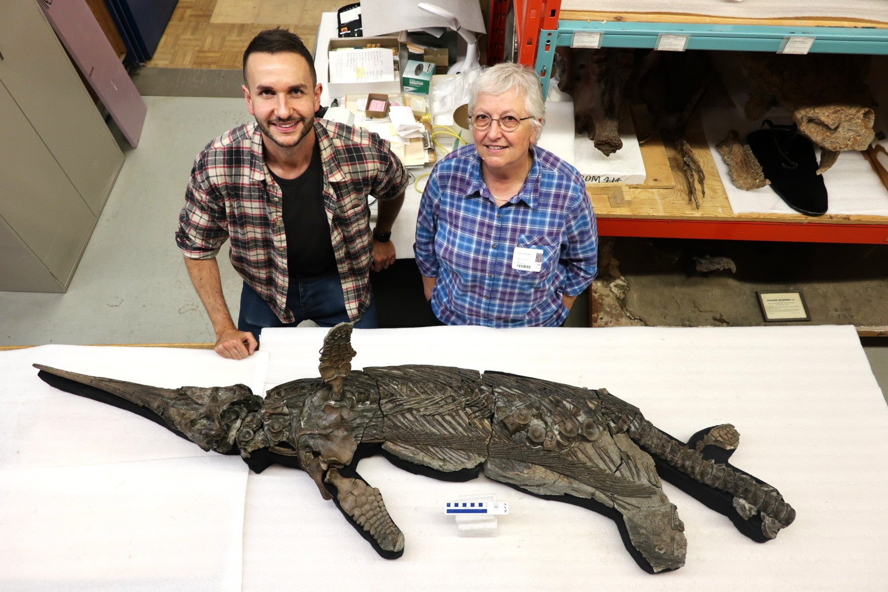 Dr Dean Lomax and Professor Judy Massare study the skeleton of the newly named sword dragon ichthyosaur, Xiphodracon goldencapensis, at the Royal Ontario Museum, Toronto, Canada.