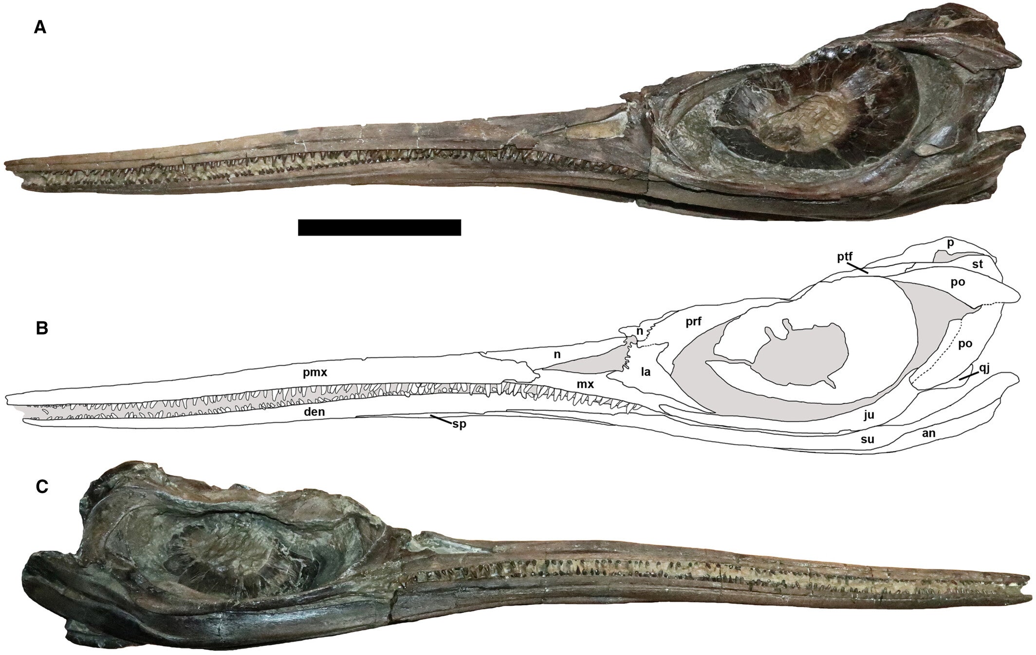 Skull of Xiphodracon goldencapensis (ROM VP52596). Photograph (A) and interpretative illustration (B) in left lateral view. C, photograph of the right lateral view. 