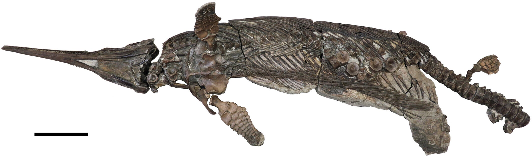 The holotype and only known specimen of the hauffiopterygian leptonectid, Xiphodracon goldencapensis (ROM VP52596) from Golden Cap, between Charmouth and Seatown, Dorset, UK. 