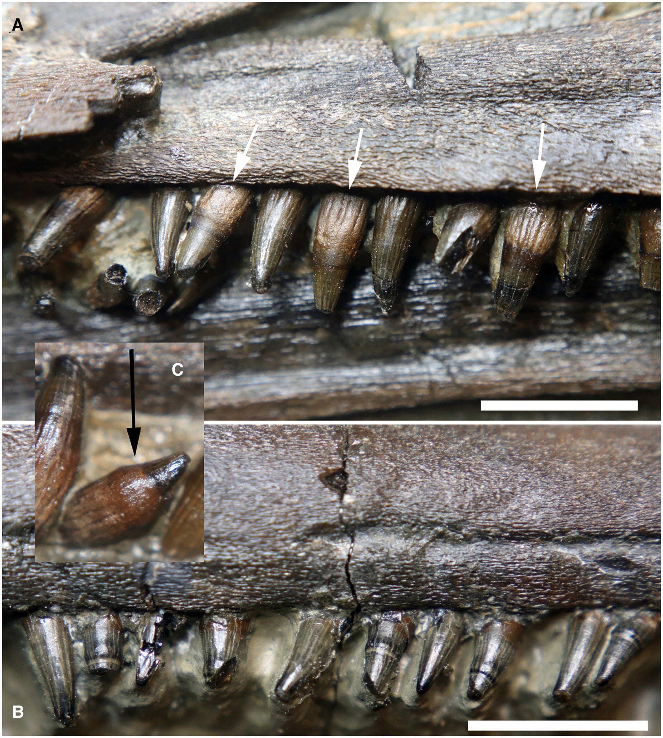 Representative dentition of Xiphodracon goldencapensis (ROM VP52596). A, maxillary teeth. B, a segment from a more anterior position in the rostrum. The tooth crowns are small, mostly slender and have fine enamel ridges that extend almost to the smooth crown apex.